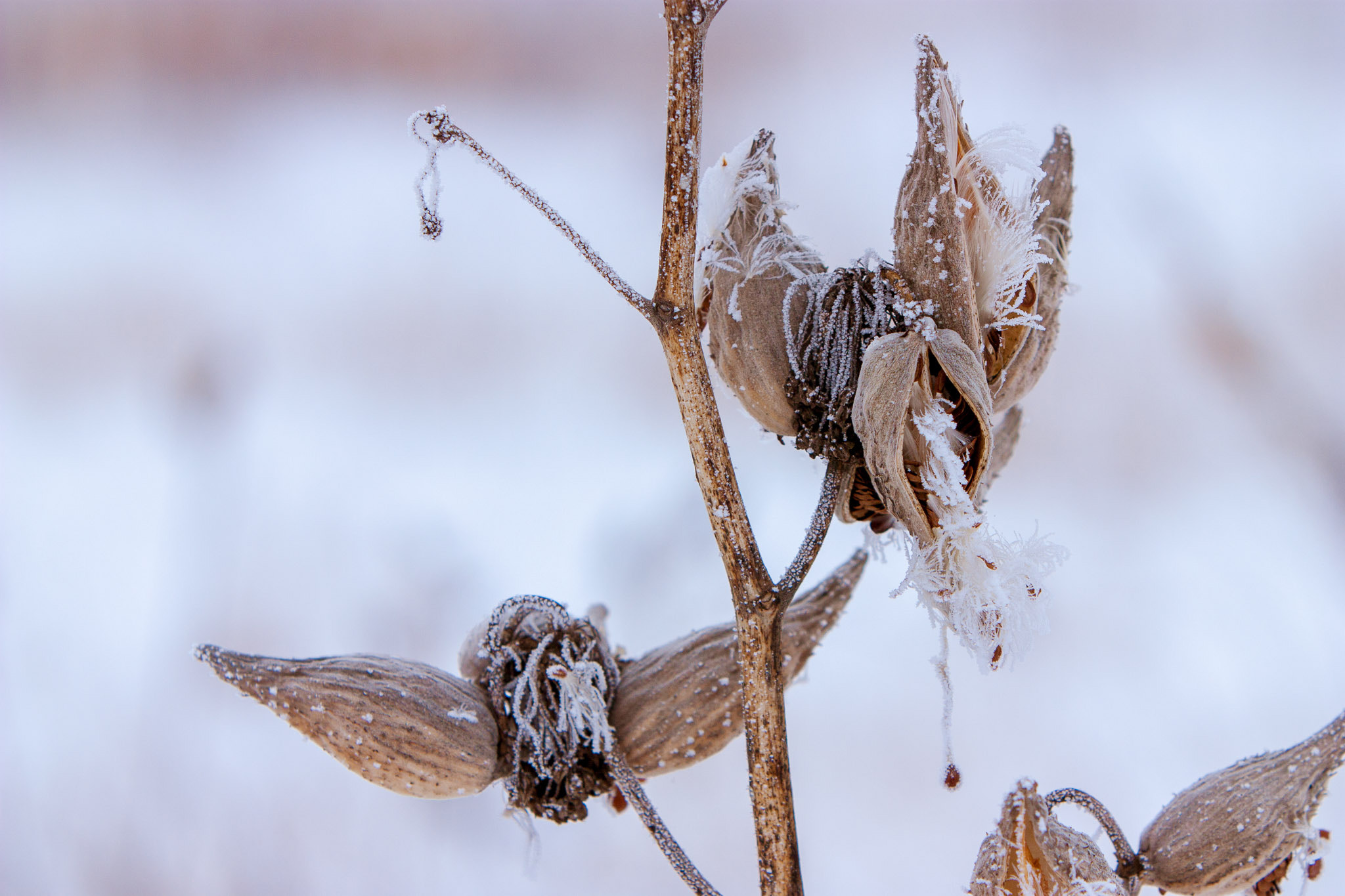 Canon EF 70-200mm F2.8L IS USM sample photo. Frozen photography