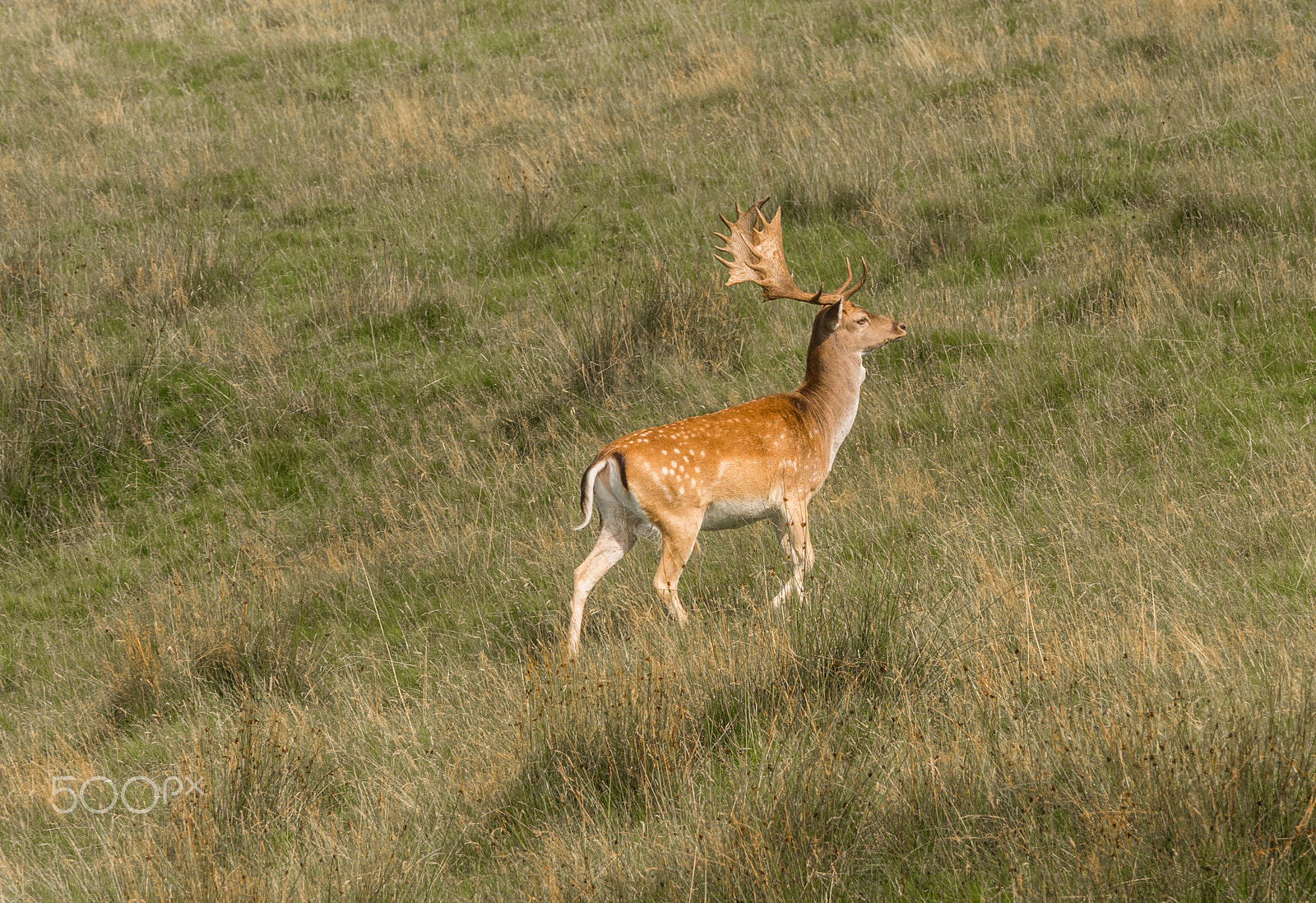 Olympus OM-D E-M5 + Olympus M.Zuiko Digital ED 40-150mm F2.8 Pro sample photo. Fallow deer at lyme park, disley, stockport, uk photography