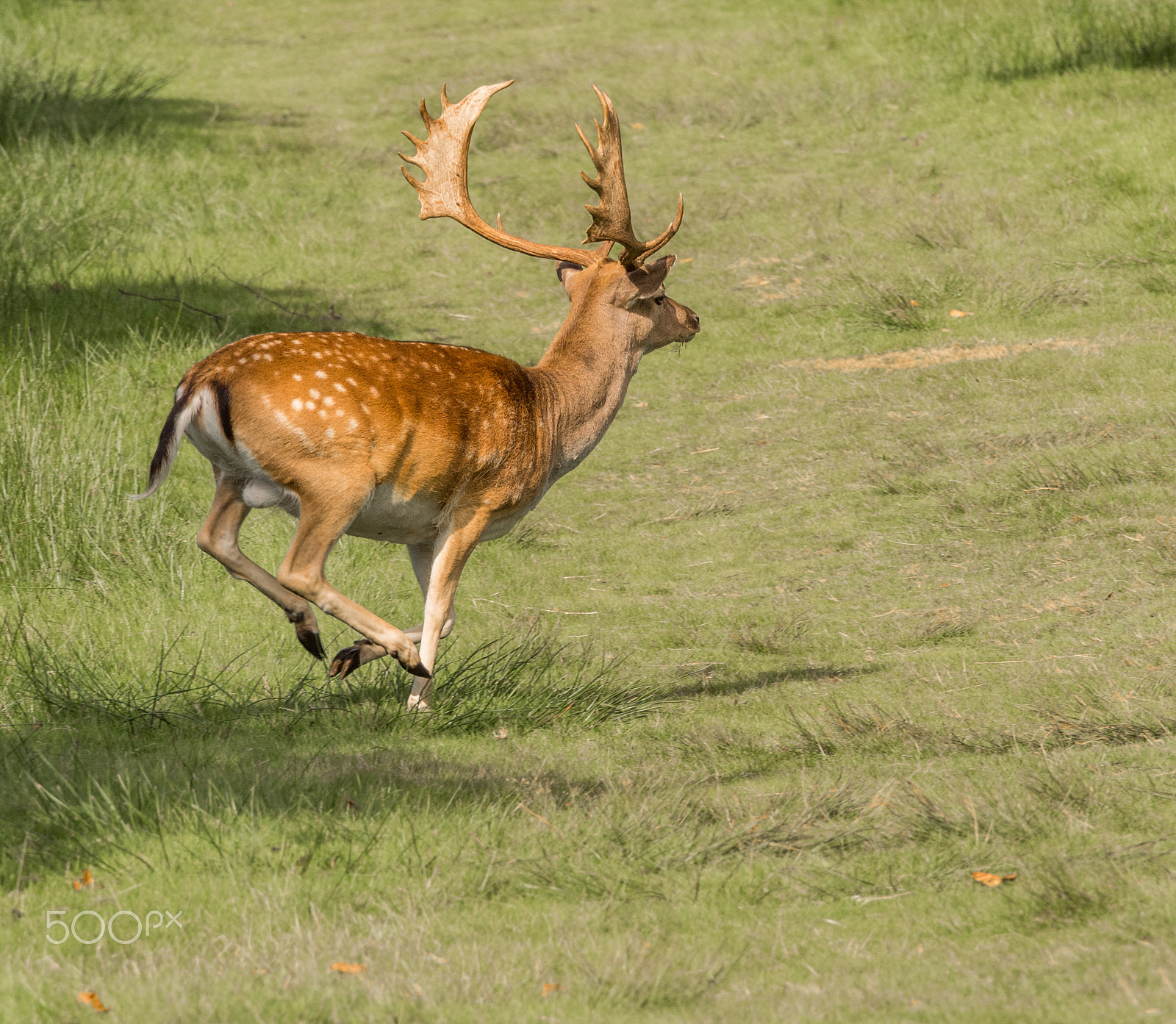 Olympus OM-D E-M5 + Olympus M.Zuiko Digital ED 40-150mm F2.8 Pro sample photo. Fallow deer at lyme park, disley, stockport, uk photography