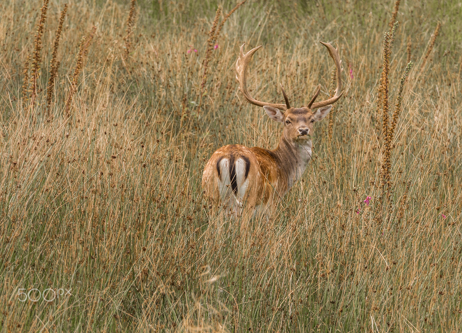 Olympus M.Zuiko Digital ED 40-150mm F2.8 Pro sample photo. Fallow deer at lyme park, disley, stockport, uk photography