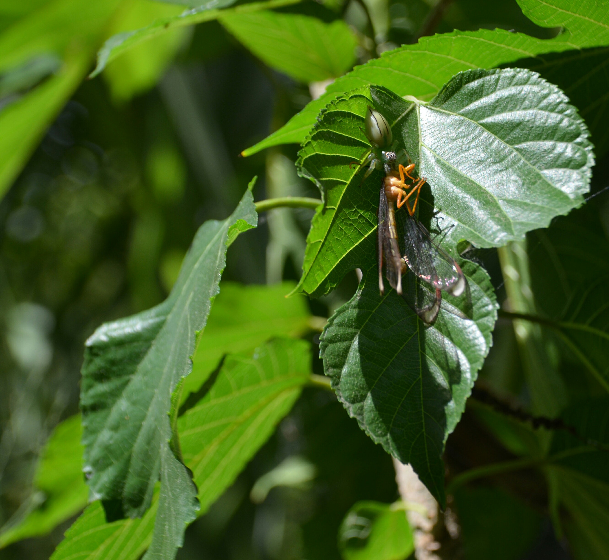 Sigma 18-250mm F3.5-6.3 DC Macro OS HSM sample photo. Quite a mouthful. photography