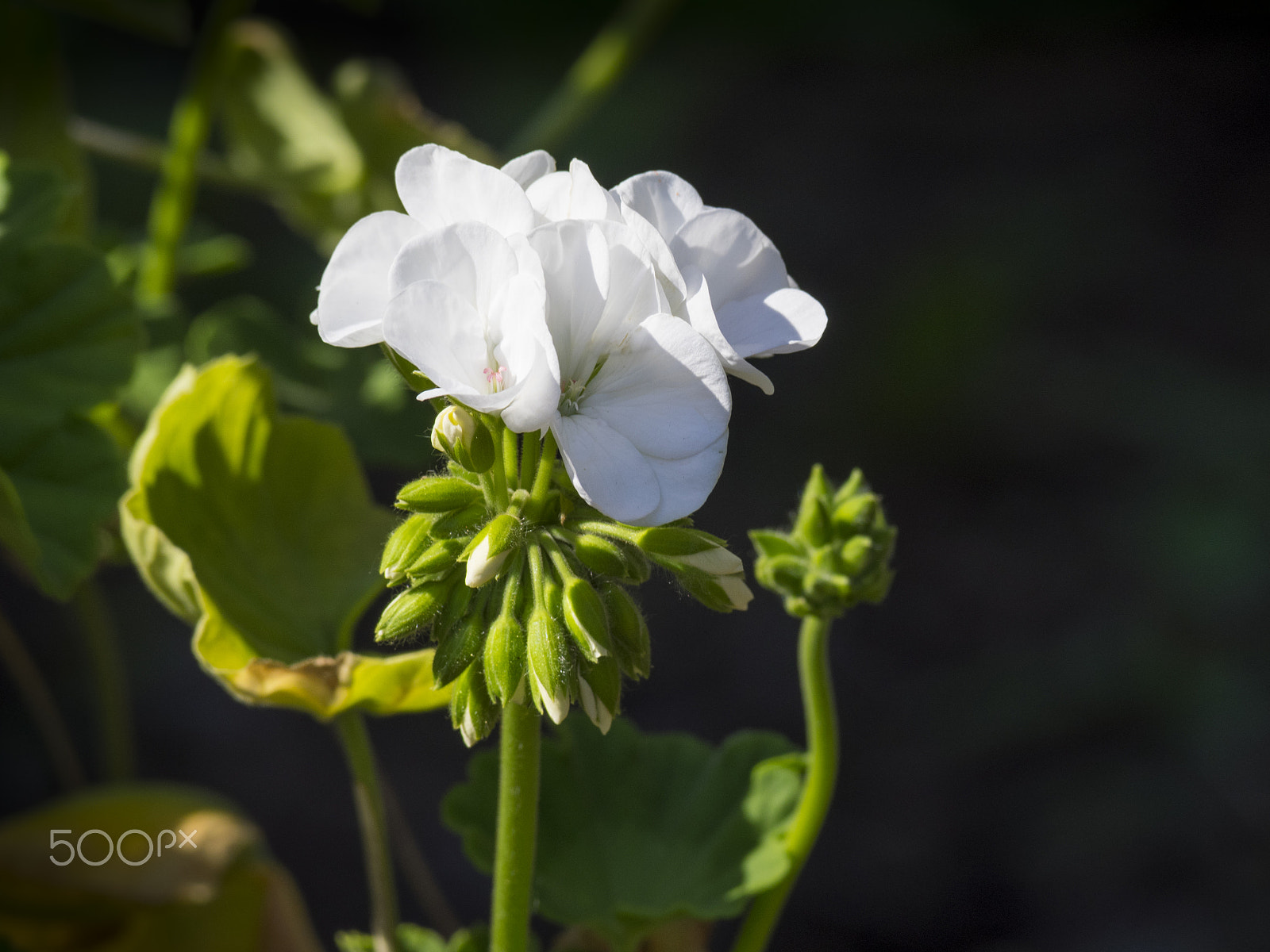 Olympus OM-D E-M1 sample photo. White geranium flower in bloom photography