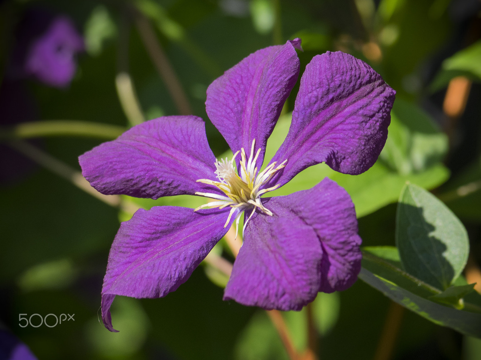 Olympus OM-D E-M1 sample photo. Clematis flower in bloom photography