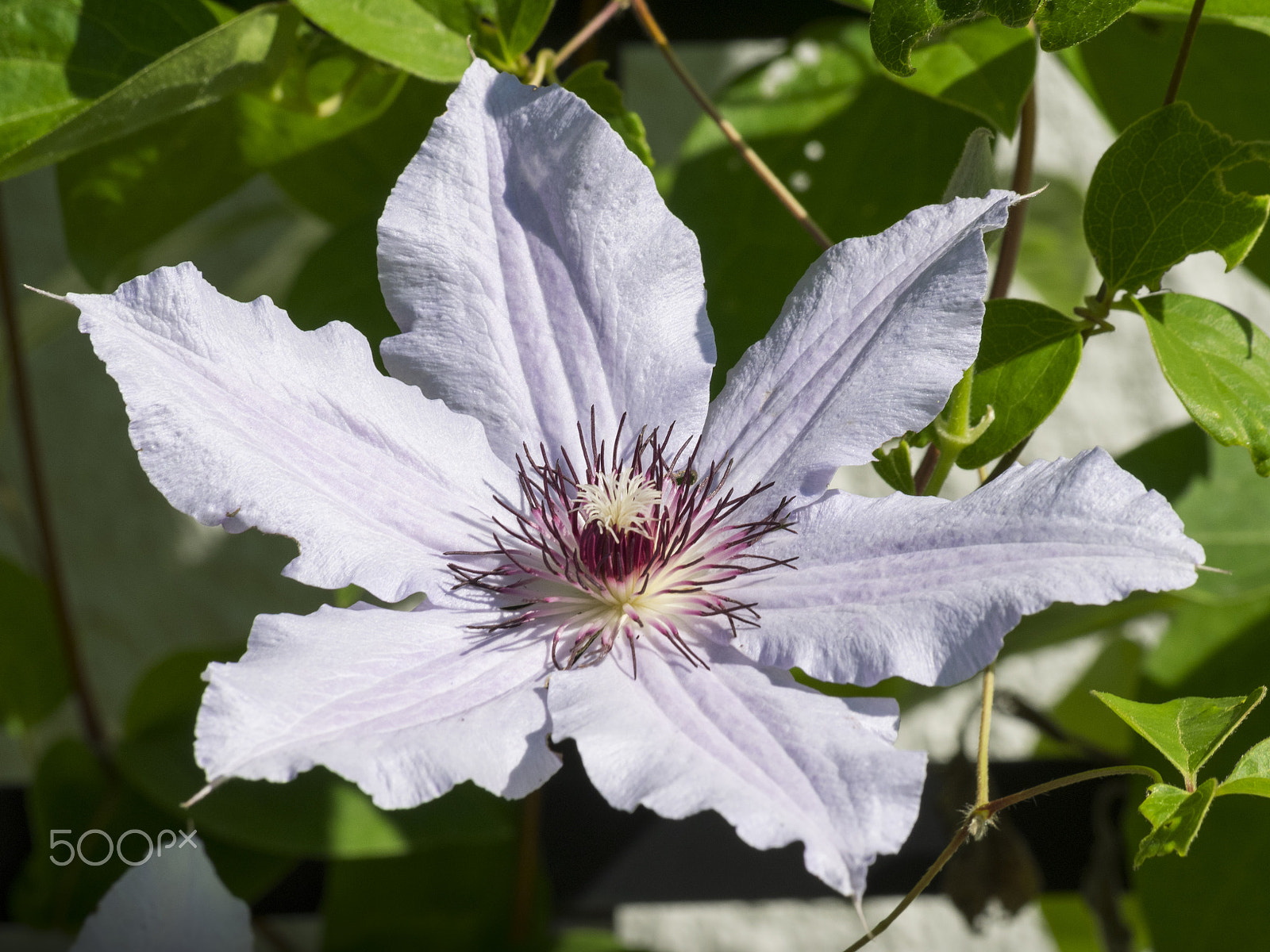 Olympus OM-D E-M1 sample photo. Clematis flower in bloom photography
