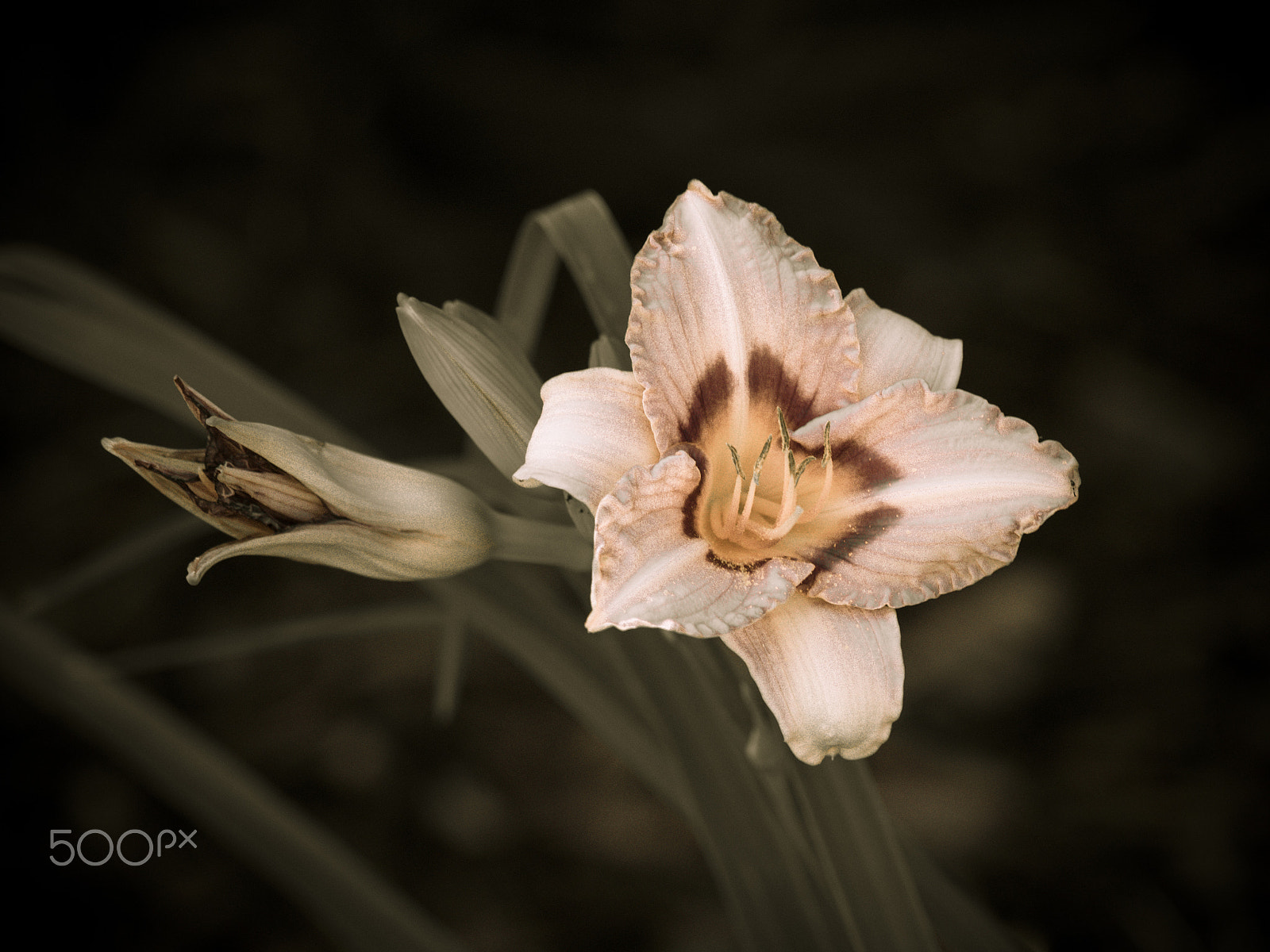 Olympus OM-D E-M1 sample photo. Day lily flower in bloom photography