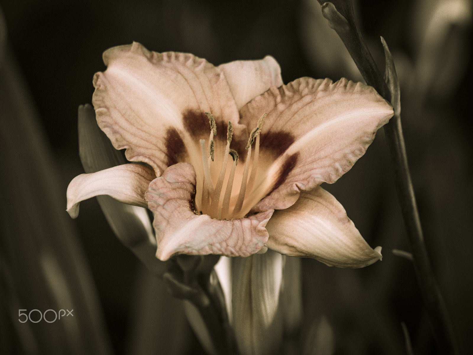 Olympus OM-D E-M1 sample photo. Day lily flower in bloom photography