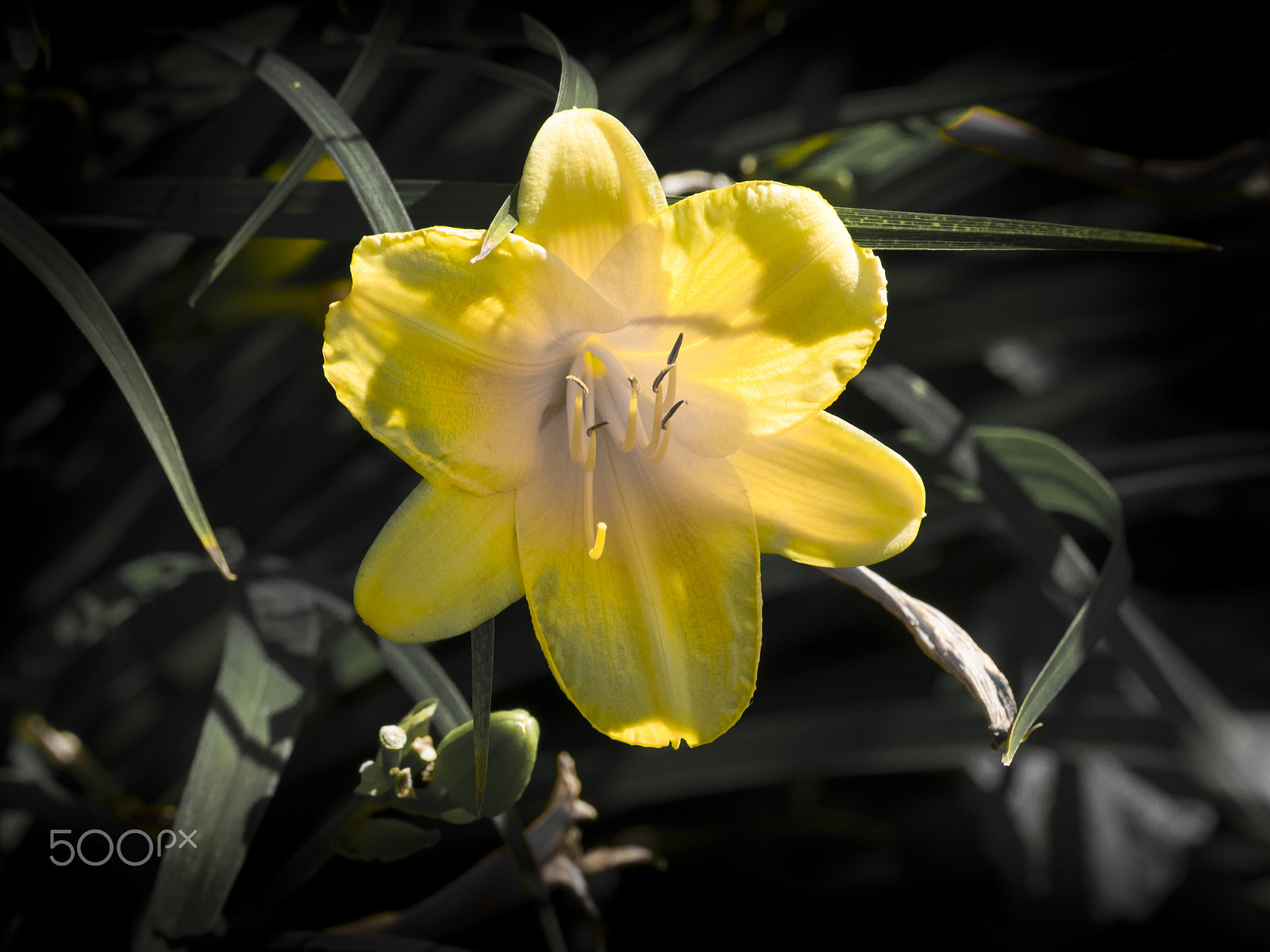 Olympus OM-D E-M1 sample photo. Day lily flower in bloom photography