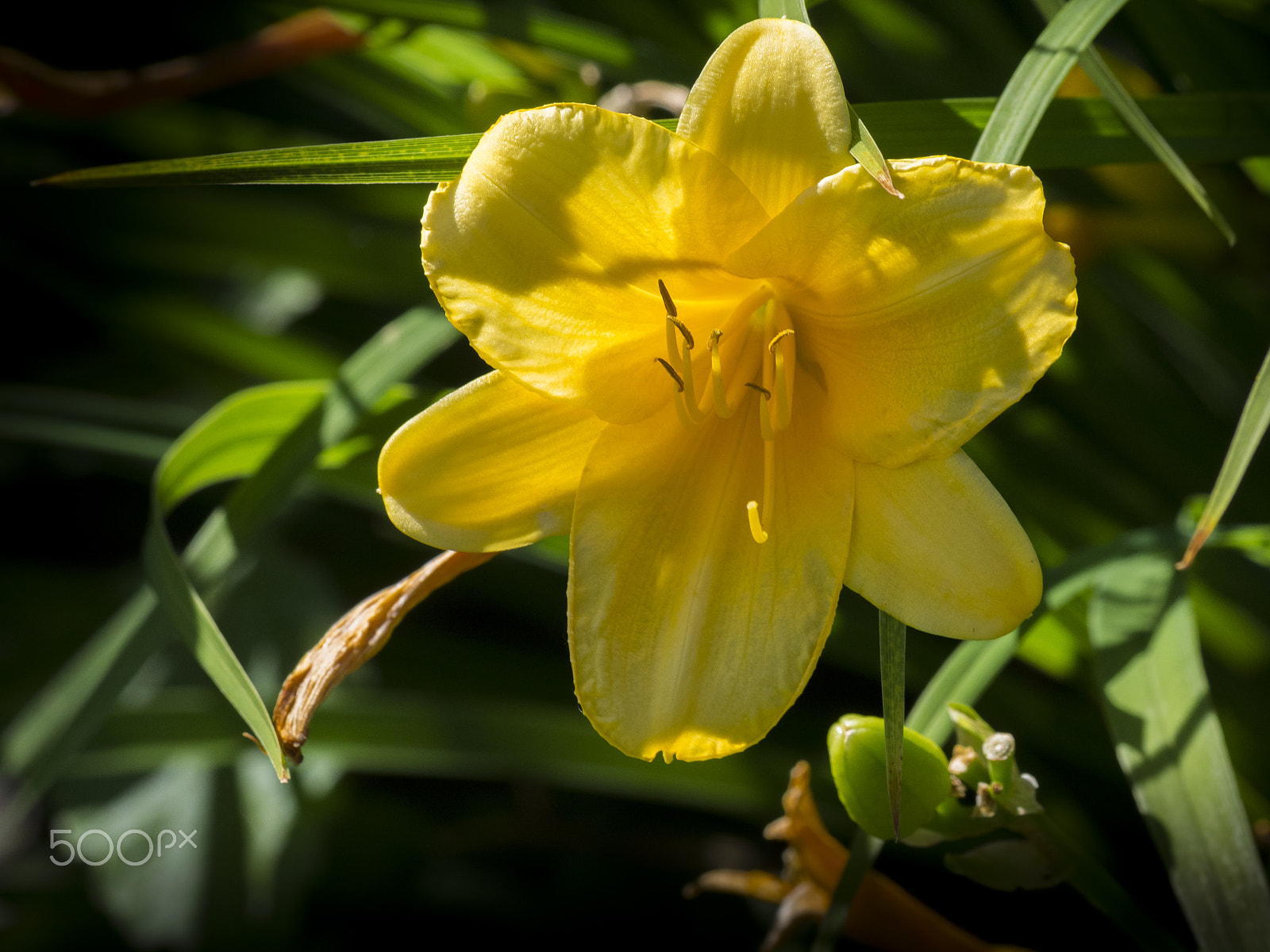 Olympus OM-D E-M1 sample photo. Day lily flower in bloom photography