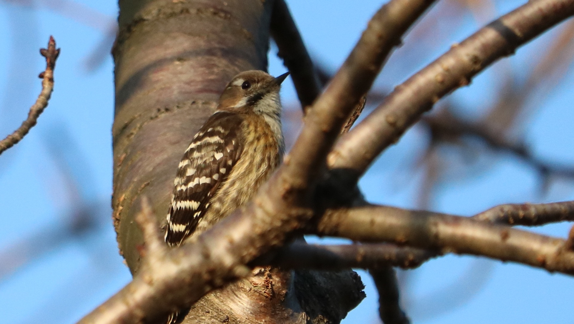 Canon EOS 750D (EOS Rebel T6i / EOS Kiss X8i) + Canon EF-S 55-250mm F4-5.6 IS STM sample photo. Japanese pygmy woodpecker photography