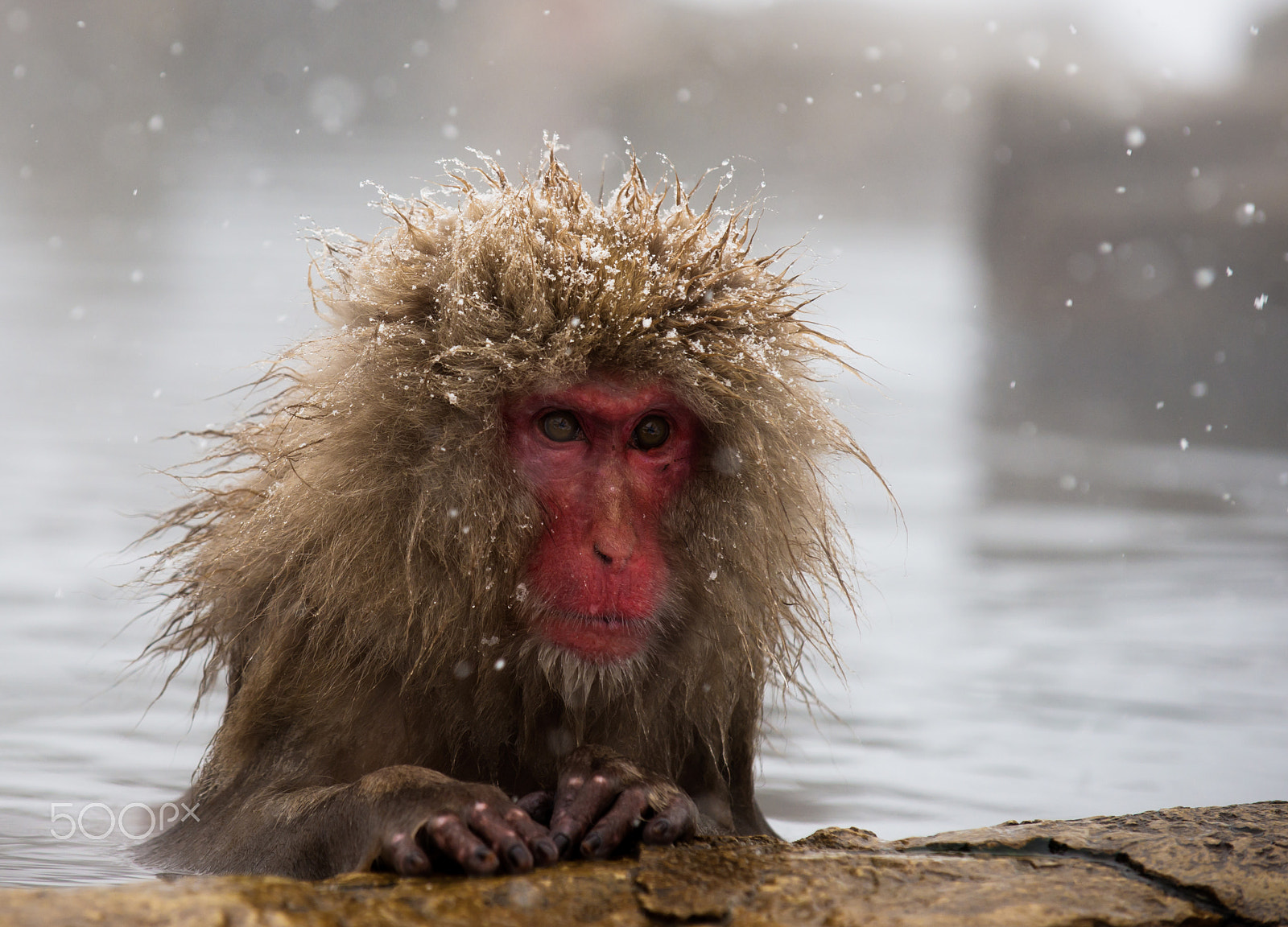 Nikon D600 sample photo. Jigokudani snow monkey photography