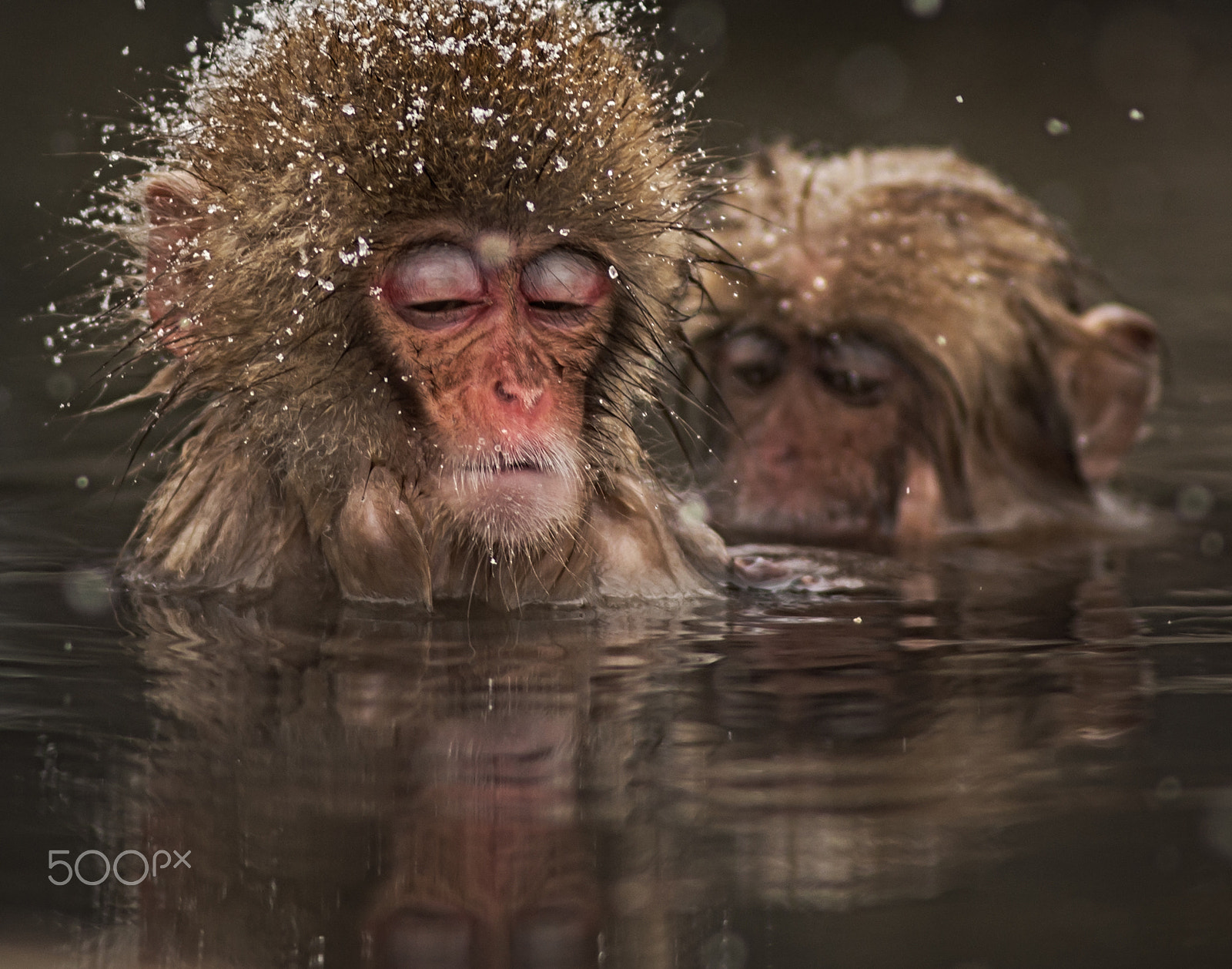 Nikon D600 sample photo. Jigokudani snow monkey photography