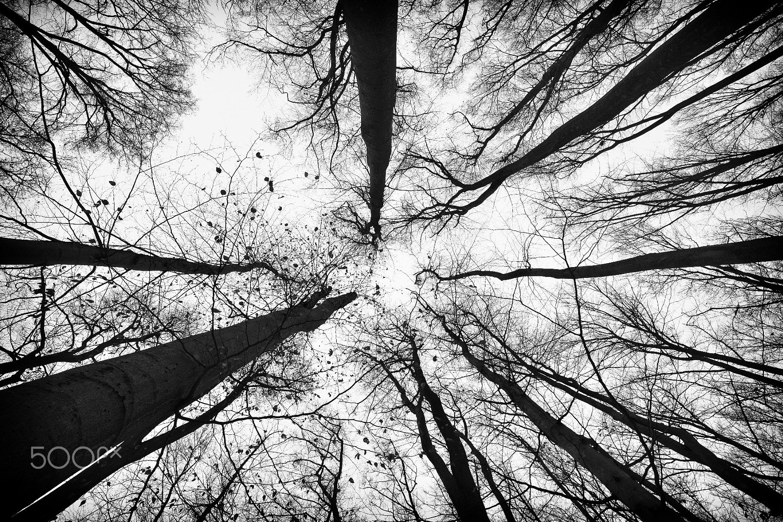 Samyang 14mm F2.8 ED AS IF UMC sample photo. To the heavens ... photography