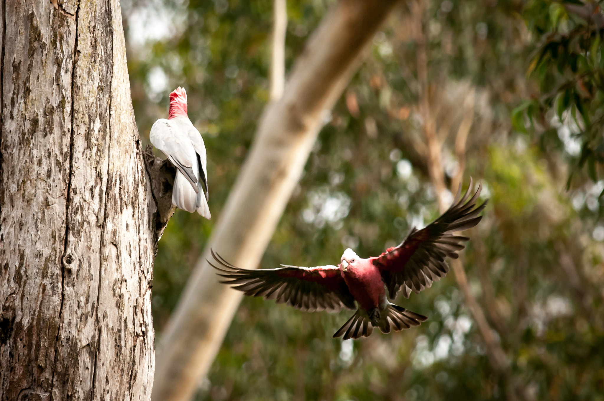 Nikon D300S + Nikon AF-S Nikkor 300mm F4D ED-IF sample photo. Hi honey, i'm home..... photography