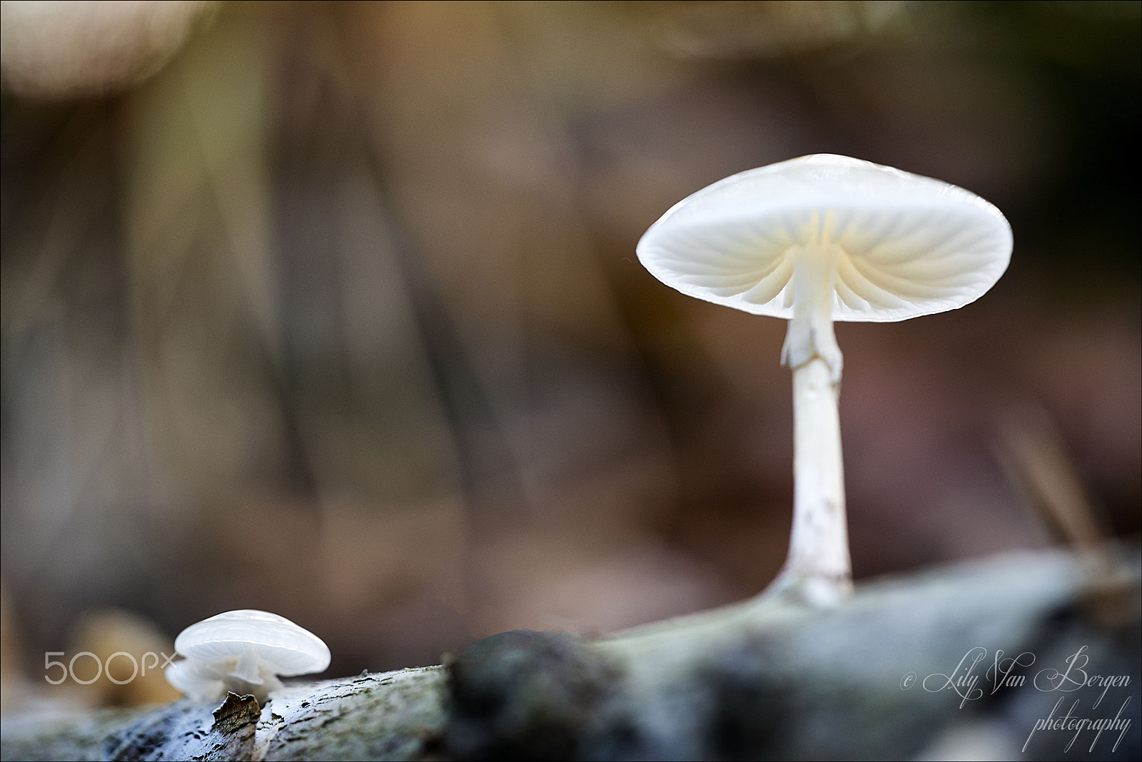 Sigma 150mm F2.8 EX DG Macro HSM sample photo. Alone! photography