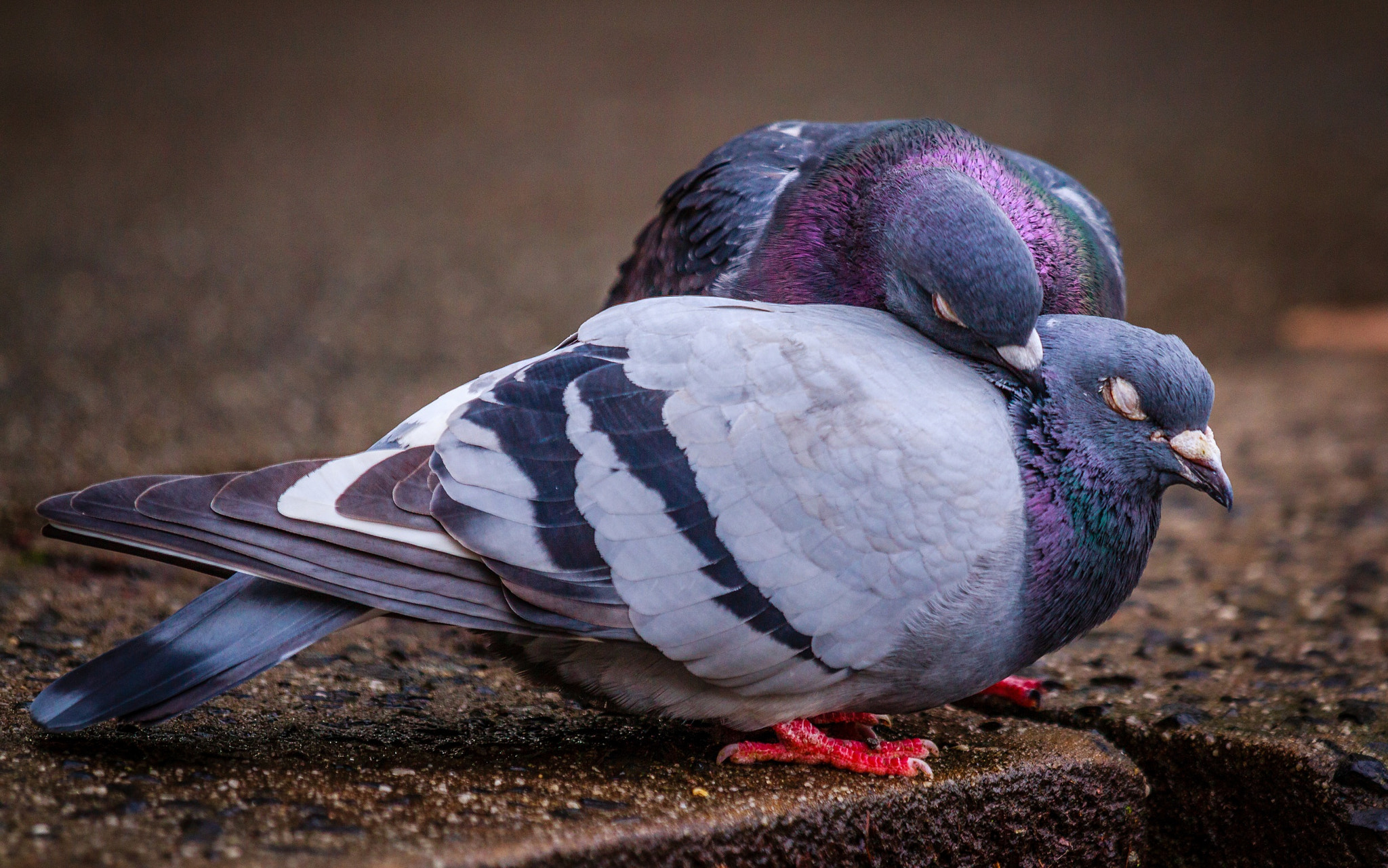 Canon EOS 60D + Canon EF 70-200mm F4L IS USM sample photo. Nature's nuzzle photography