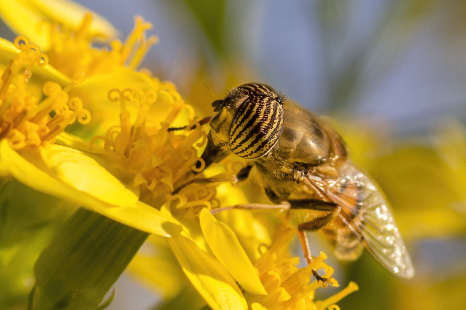 Canon EOS 700D (EOS Rebel T5i / EOS Kiss X7i) + Tamron SP AF 90mm F2.8 Di Macro sample photo. Yellow details photography