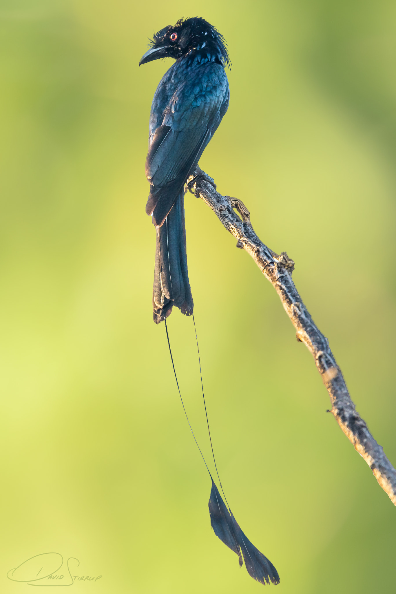 Nikon AF-S Nikkor 500mm F4E FL ED VR sample photo. Non-rev pain photography