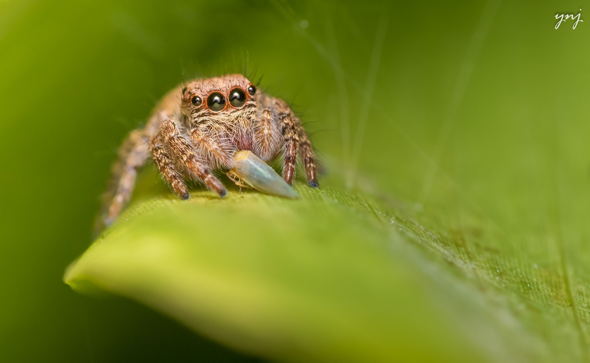 Canon EF 100mm F2.8 Macro USM sample photo. Evening snacks :) photography