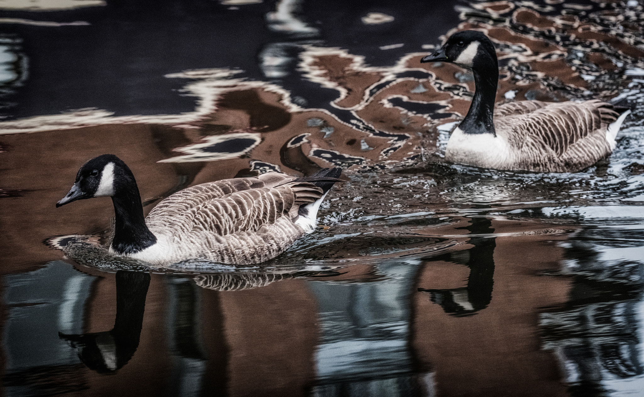 Fujifilm X-T2 sample photo. Canada geese photography