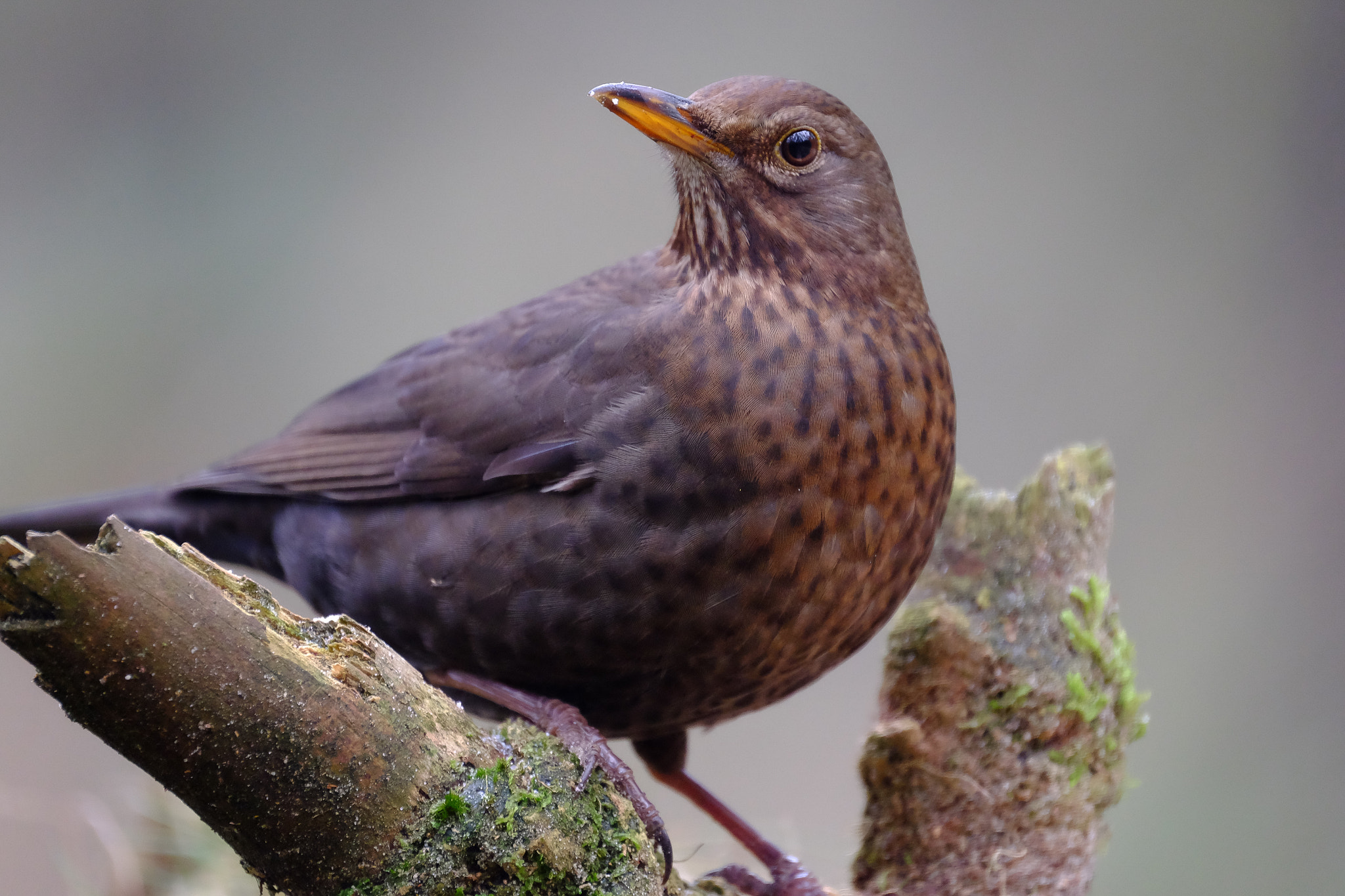 Fujifilm XF 100-400mm F4.5-5.6 R LM OIS WR sample photo. Blackbird photography
