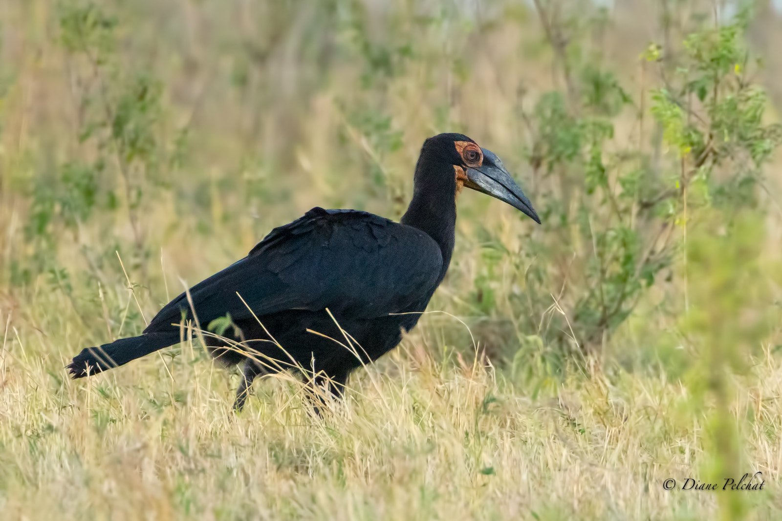 Canon EF 300mm F2.8L IS II USM sample photo. Southern ground hornbill photography
