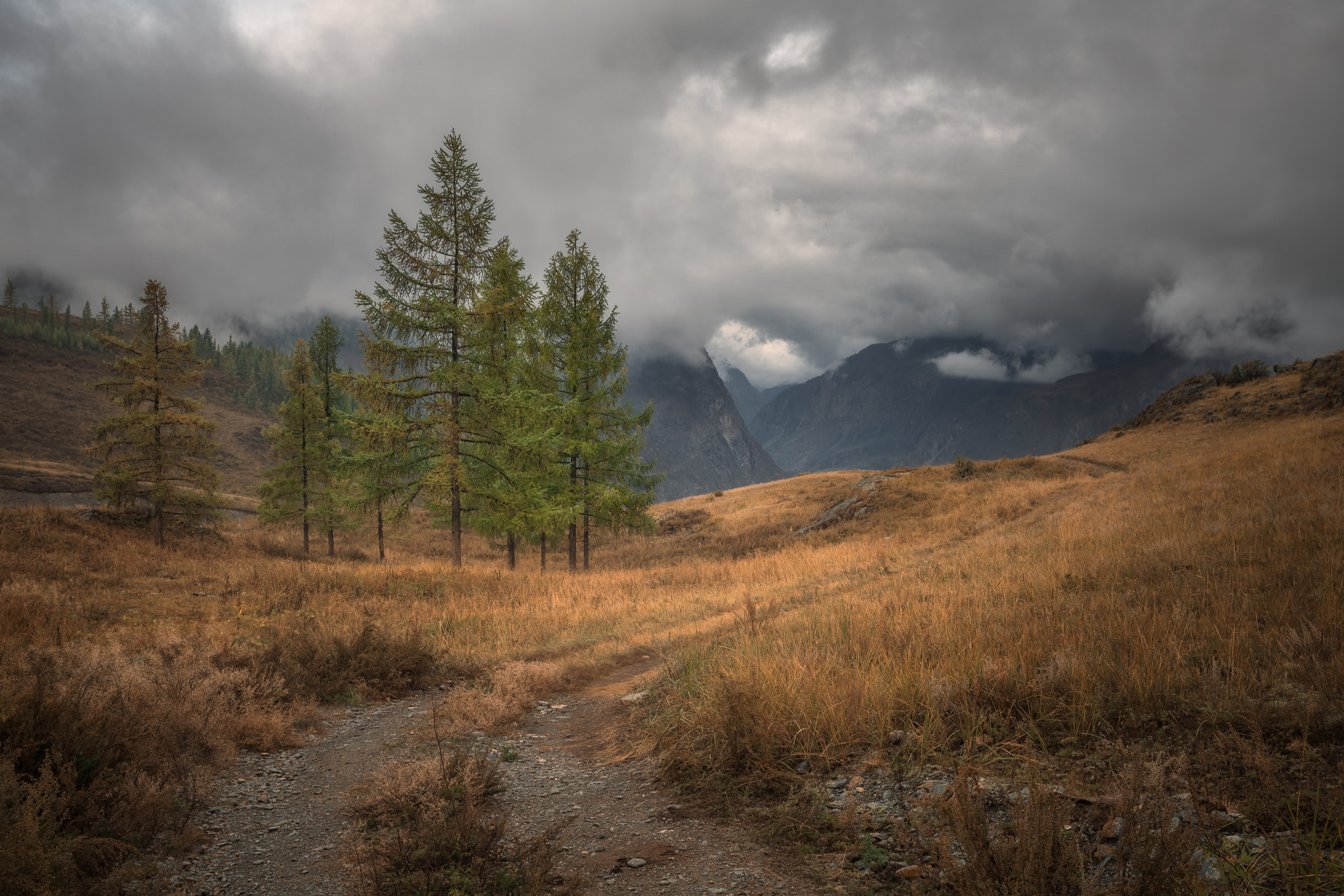 Canon EF 24-70mm F2.8L II USM sample photo. Larch on katu-yaryk pass photography