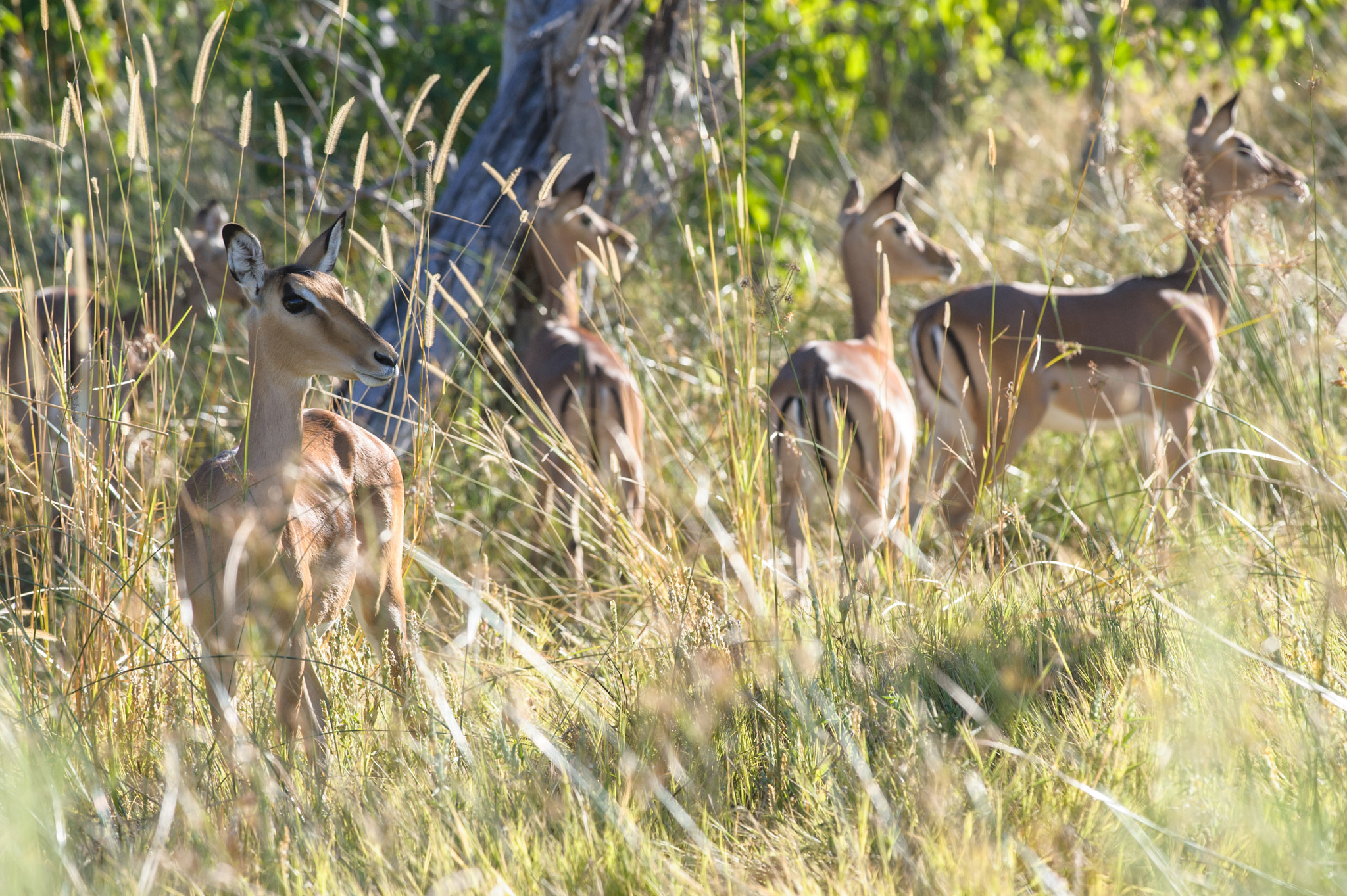 Nikon D700 + Nikon AF-S Nikkor 300mm F4D ED-IF sample photo. A group of impala female in the bush photography