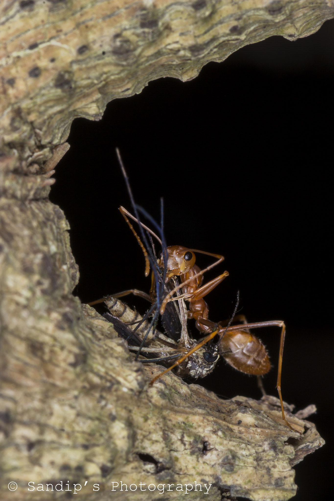 Canon EOS 600D (Rebel EOS T3i / EOS Kiss X5) + Tamron SP AF 90mm F2.8 Di Macro sample photo. That's called a trophy...... photography