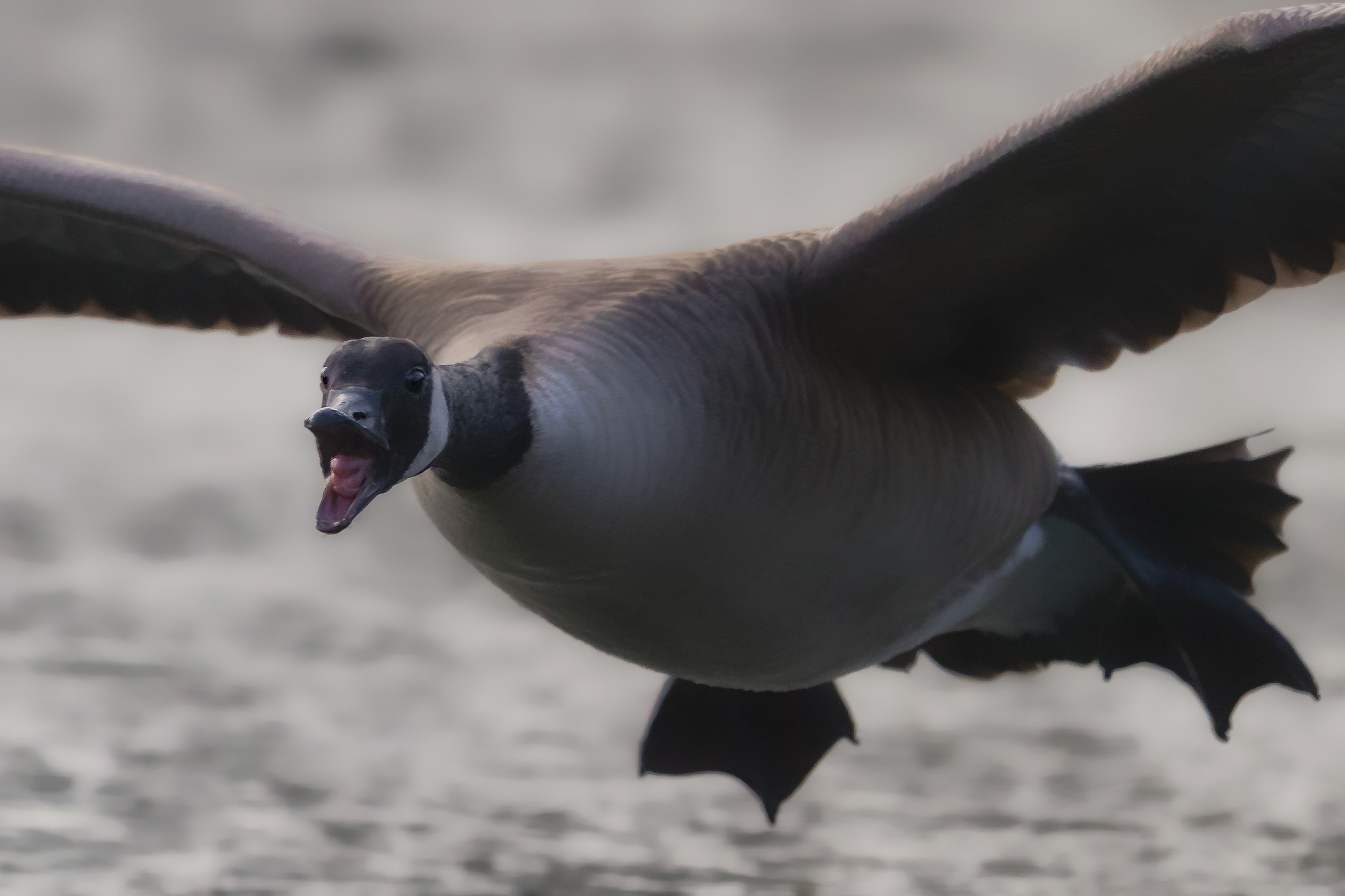 Canon EOS-1D X Mark II + Canon EF 400mm F2.8L IS II USM sample photo. Goose attack photography