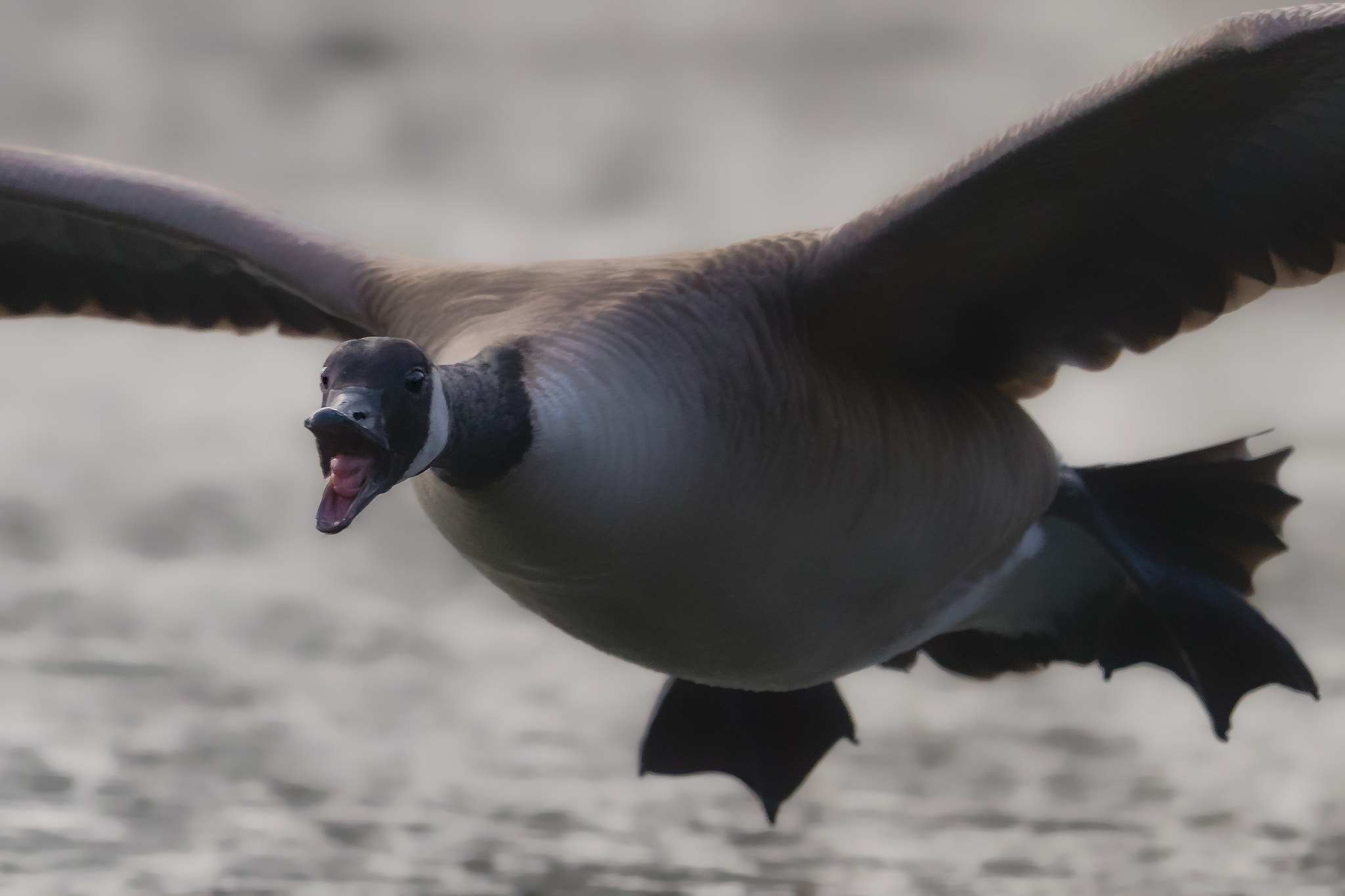 Canon EF 400mm F2.8L IS II USM sample photo. Goose attack photography