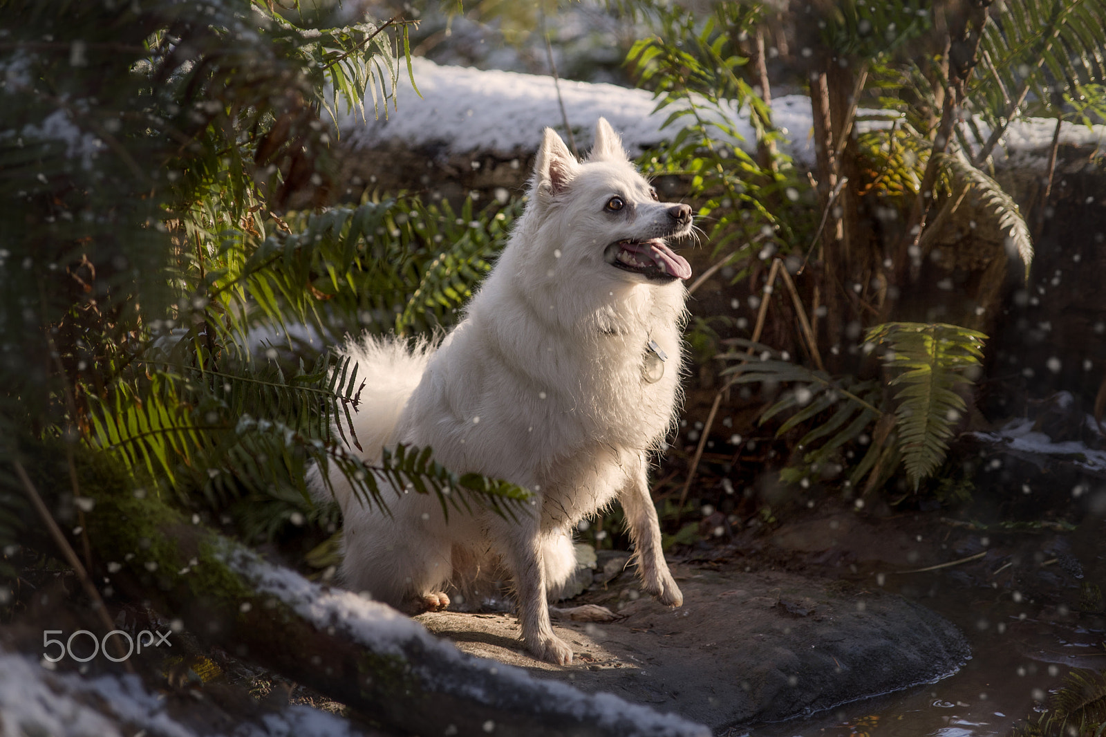 Nikon D750 sample photo. Snow dog photography