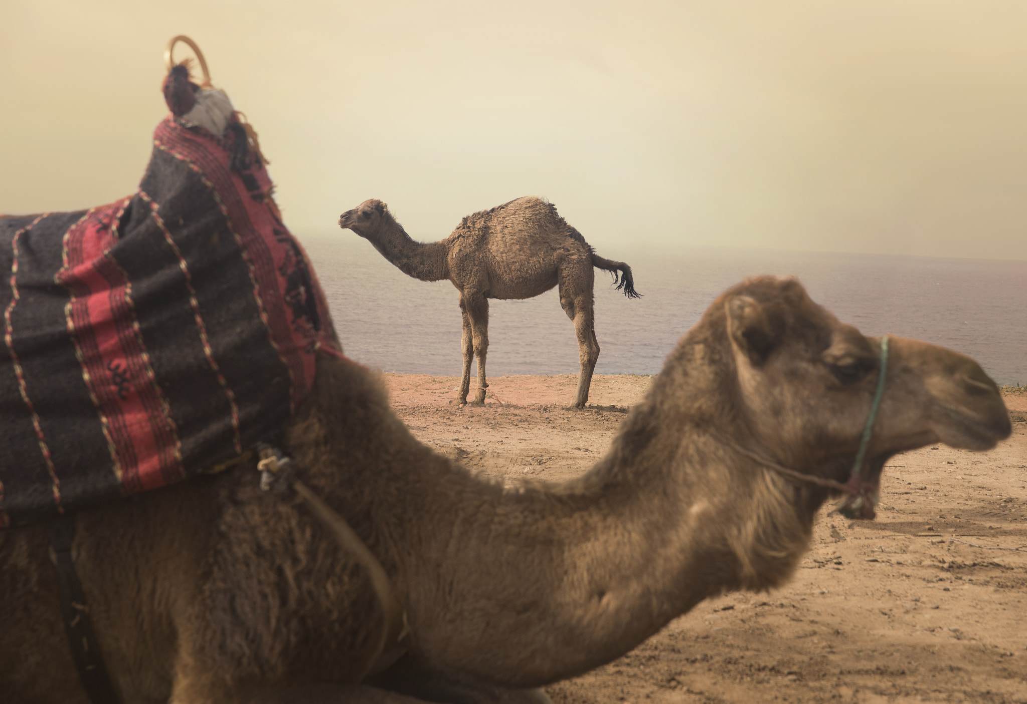 Sigma 24-70mm F2.8 EX DG HSM sample photo. Pair of camels photography