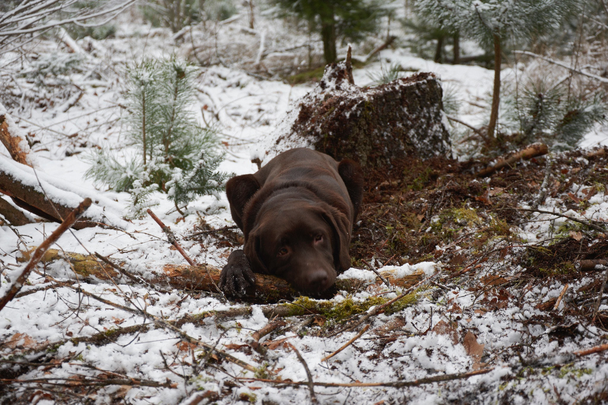 Nikon D5500 sample photo. Chewing on a tree stick in the snow photography