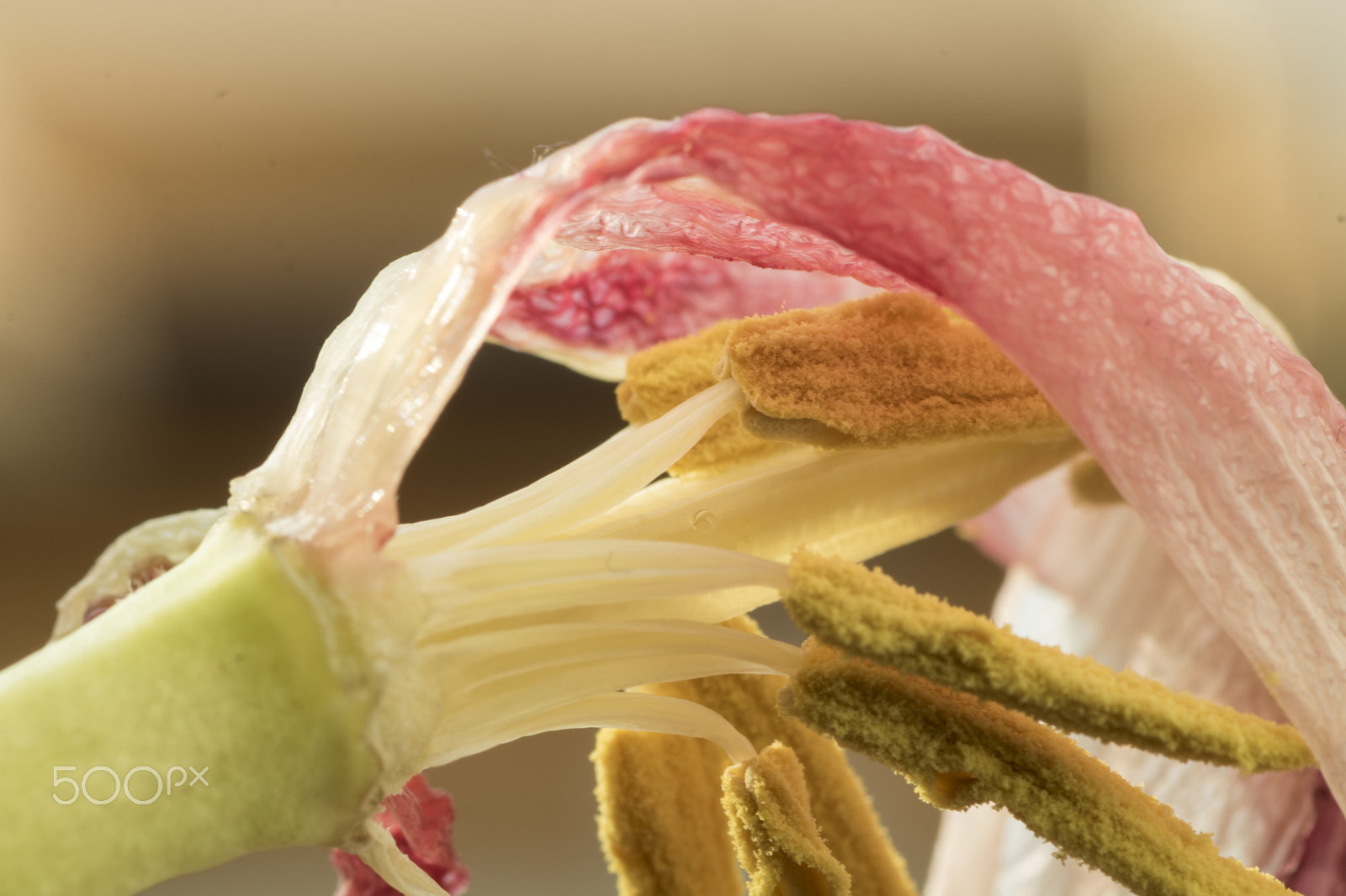 Tamron SP AF 90mm F2.8 Di Macro sample photo. Death of a flower photography