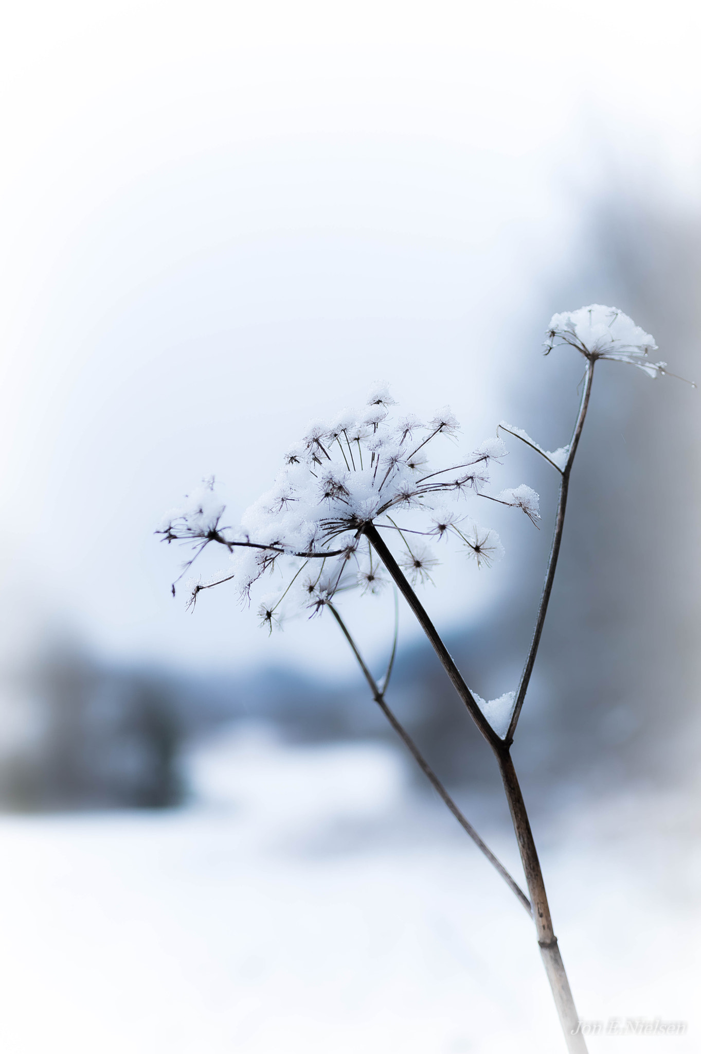 Tamron SP 35mm F1.8 Di VC USD sample photo. " the small things in life " photography