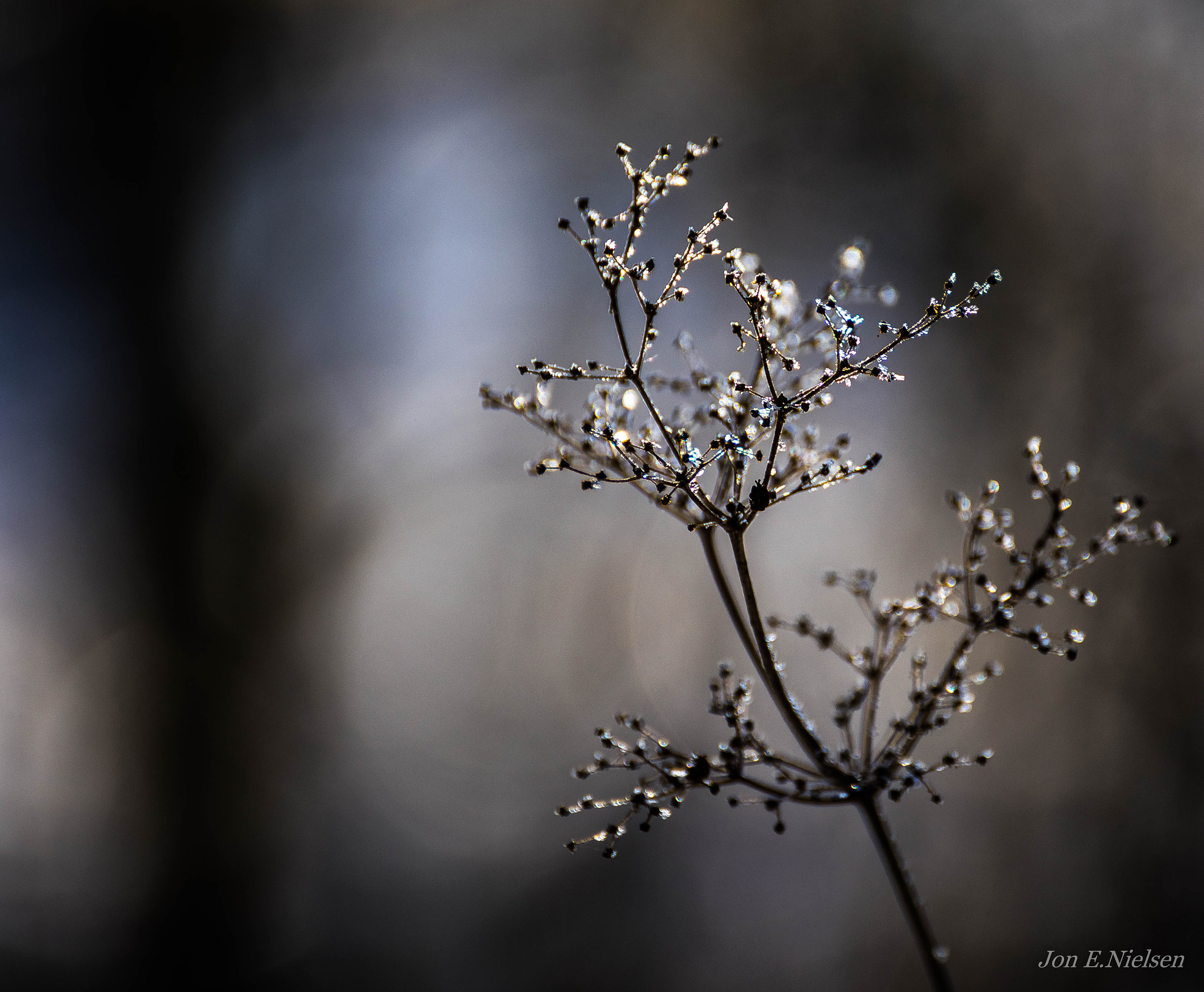 Canon EOS 5D Mark IV + Tamron SP 35mm F1.8 Di VC USD sample photo. " winterflower " photography