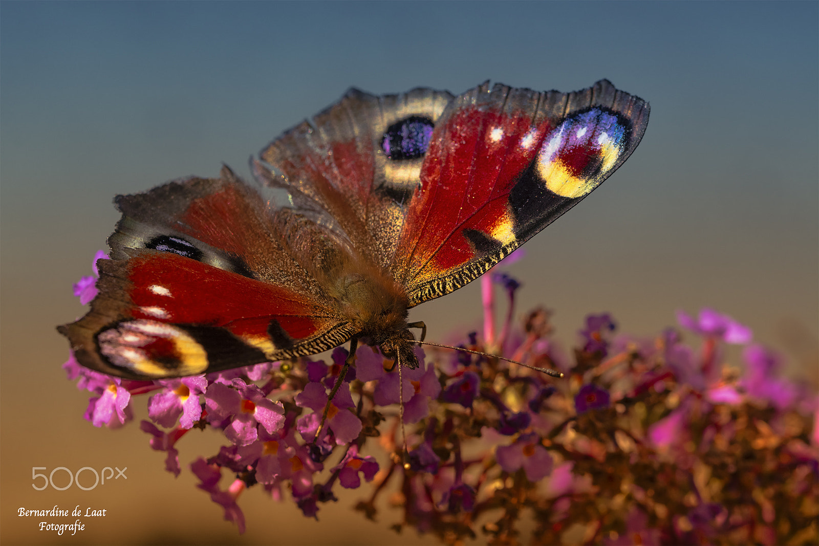Nikon D7100 sample photo. Colorful wings photography