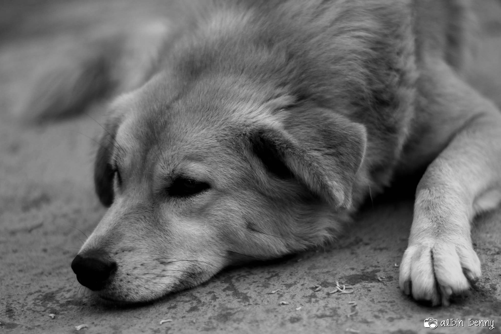 Nikon D7100 + Nikon AF Nikkor 24mm F2.8D sample photo. Sleepy doggie photography