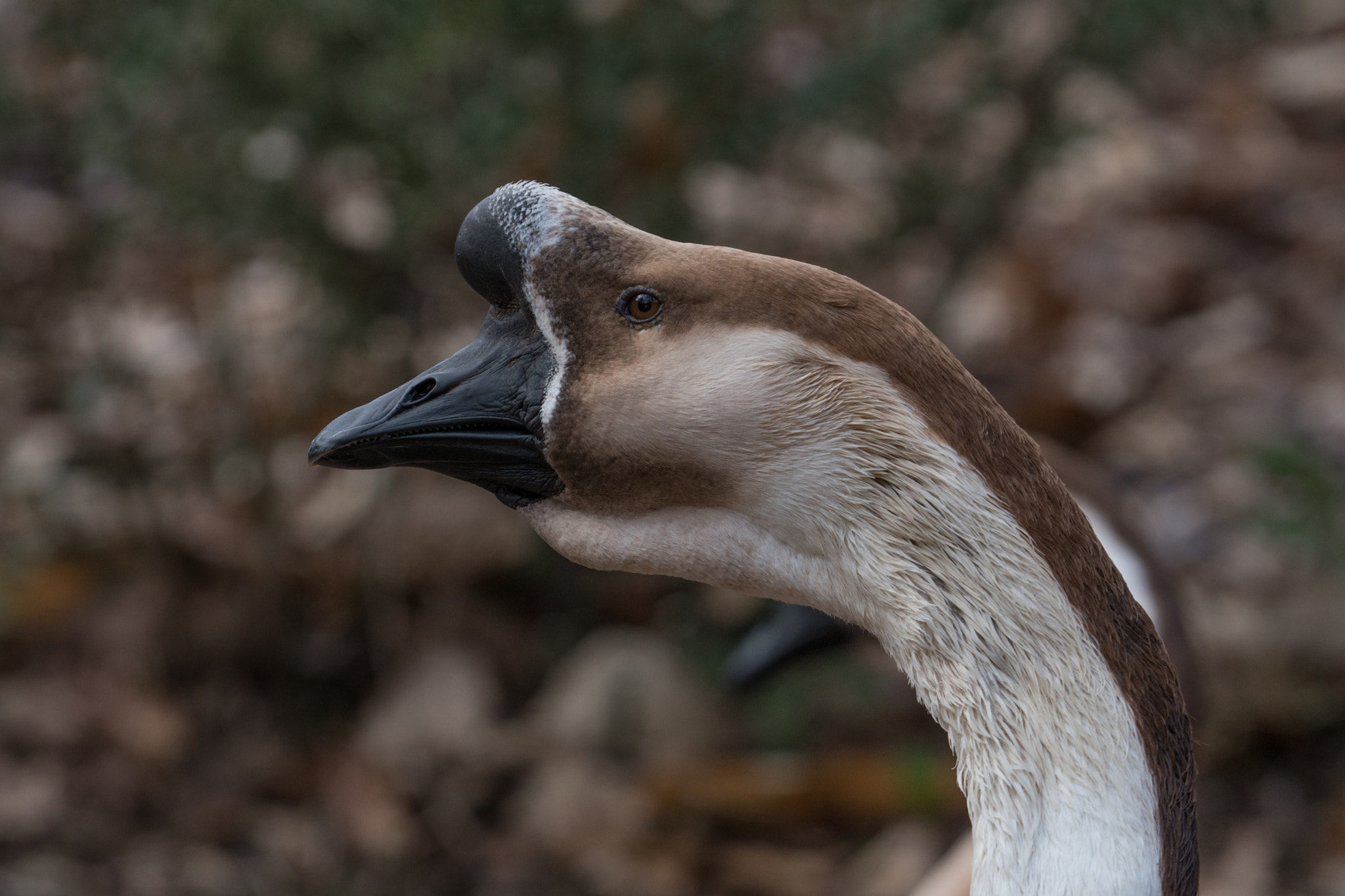 Sony a6300 + Sony FE 70-200mm F4 G OSS sample photo. Lion head goose photography
