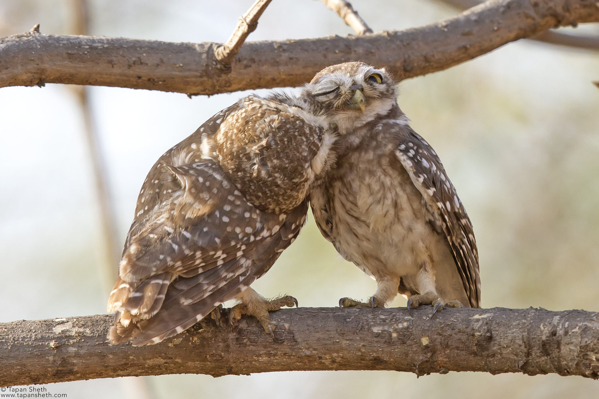 Canon EF 500mm F4L IS II USM sample photo. Love is in the air photography