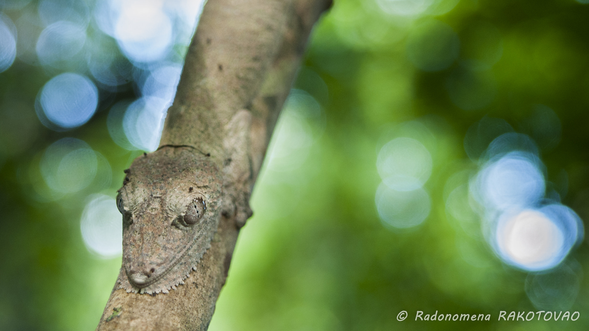 Nikon D700 sample photo. Uroplatus giganteus photography