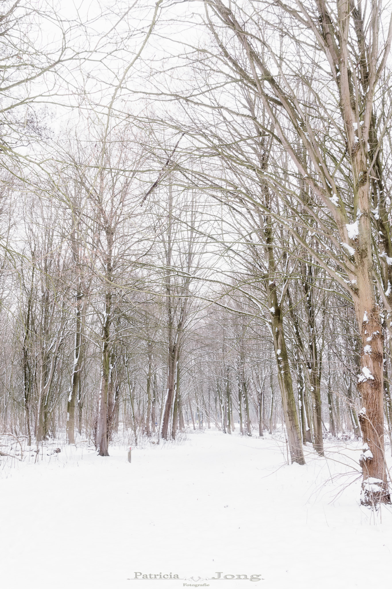 Sigma 17-70mm F2.8-4 DC Macro OS HSM sample photo. Winter photography