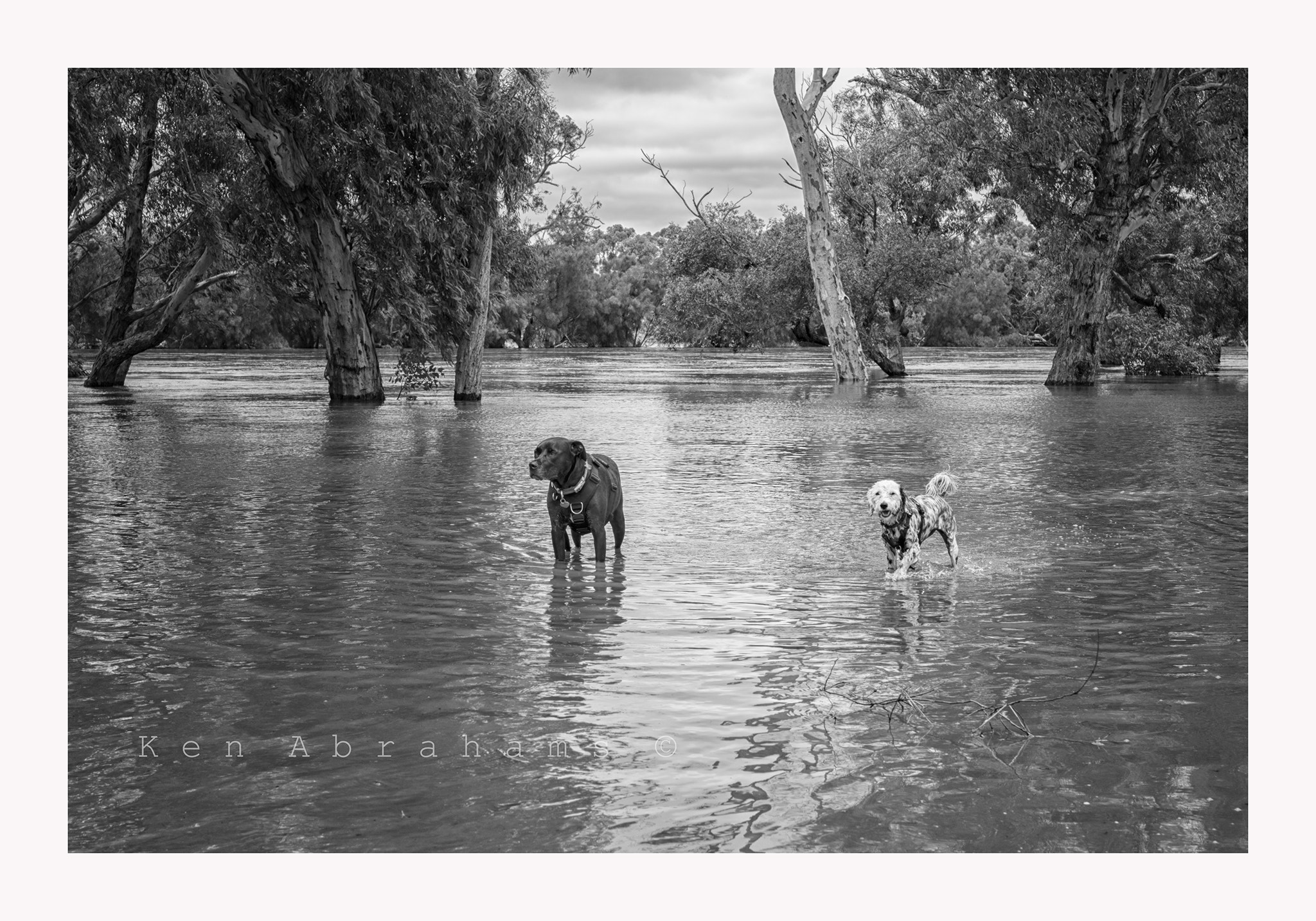 Leica M-Monochrom sample photo. Water dogs photography