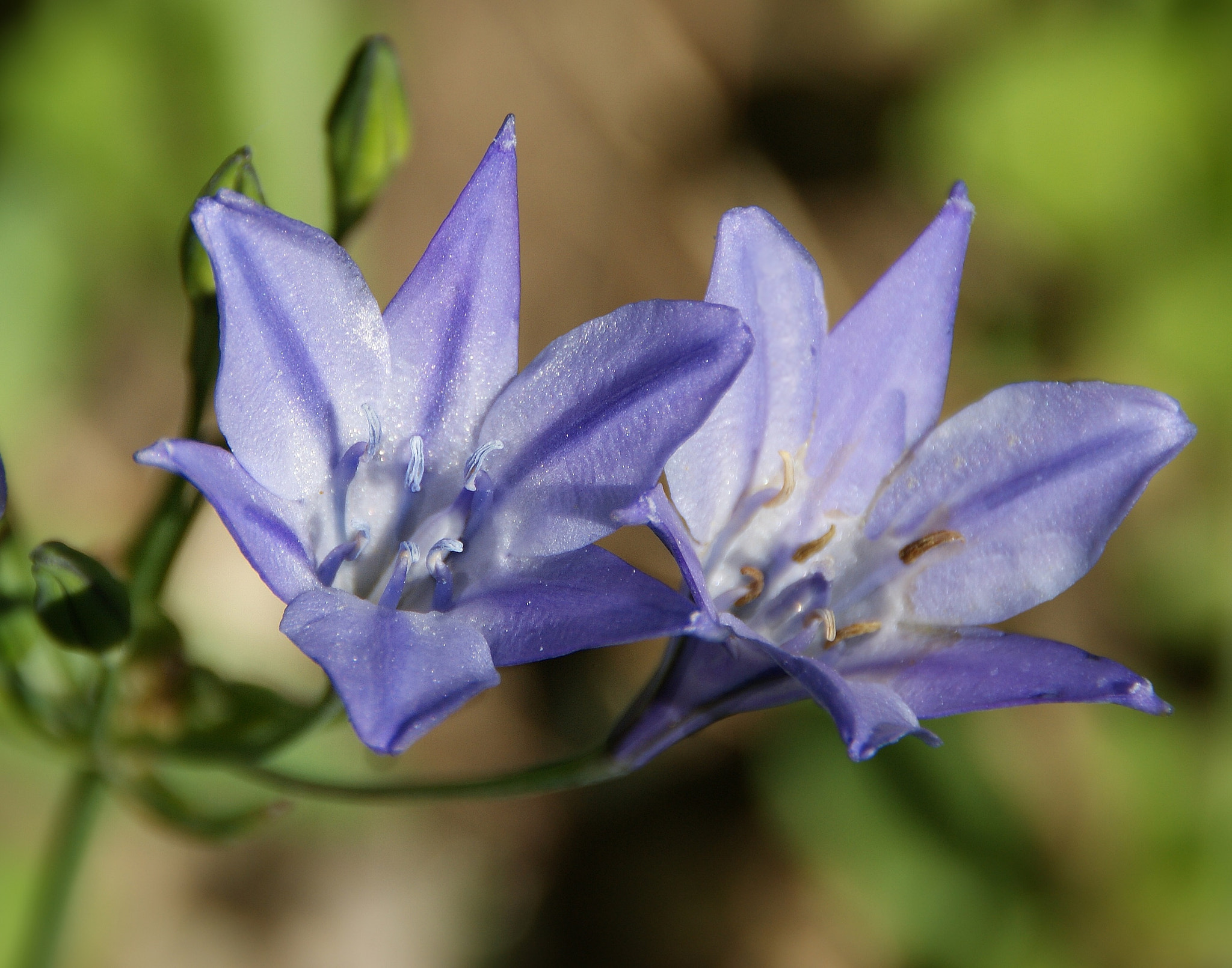 Sony DT 18-200mm F3.5-6.3 sample photo
