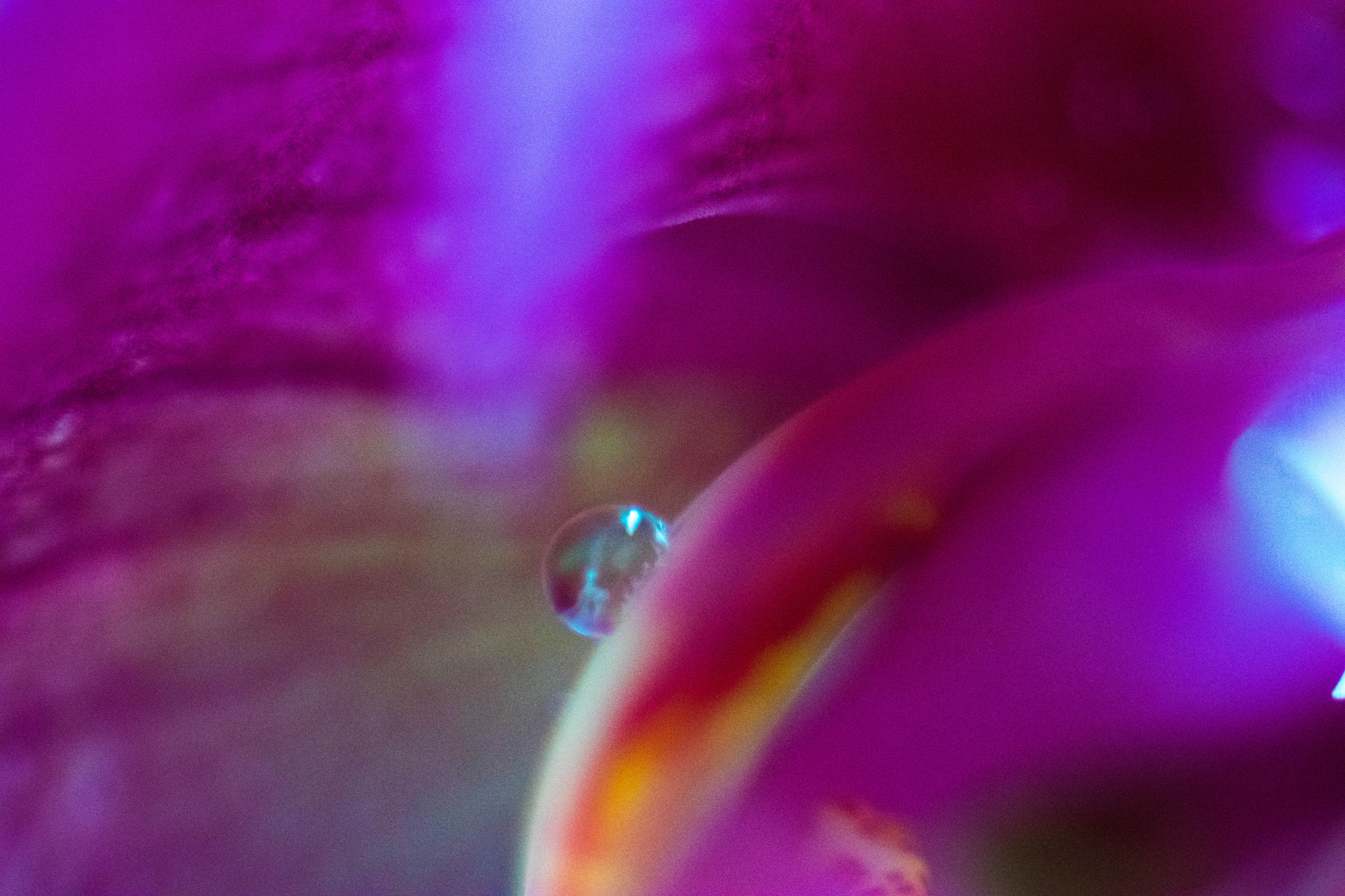 Nikon AF-S Micro-Nikkor 105mm F2.8G IF-ED VR sample photo. Orquid photography