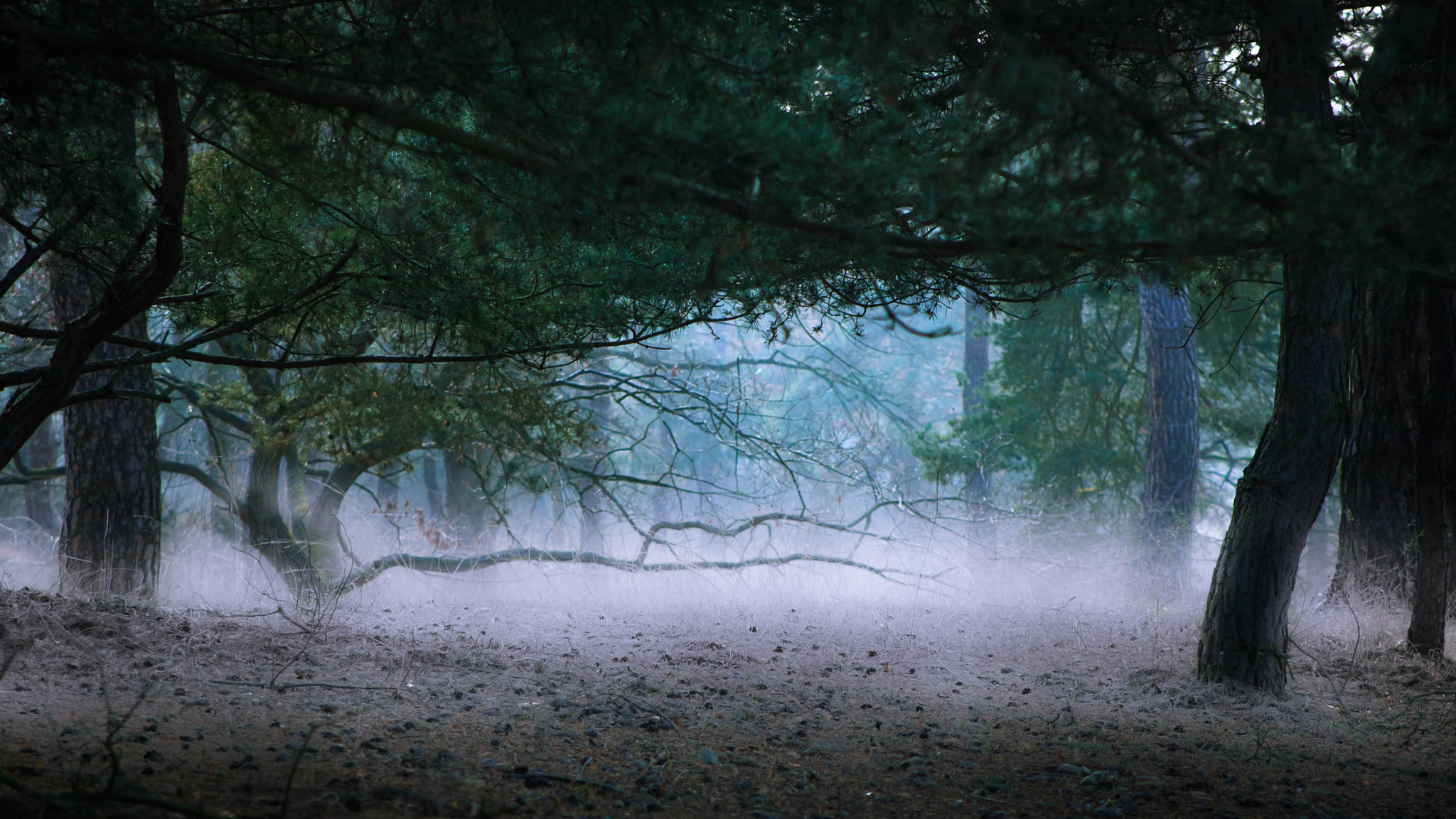 Canon EOS 400D (EOS Digital Rebel XTi / EOS Kiss Digital X) sample photo. Misty dark forest scene photography