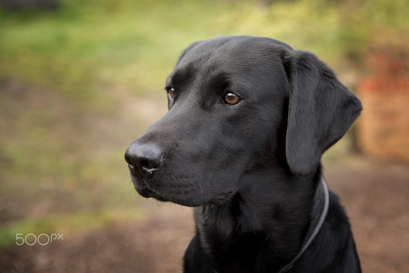 Sigma 24-70mm F2.8 EX DG HSM sample photo. Black lab photography