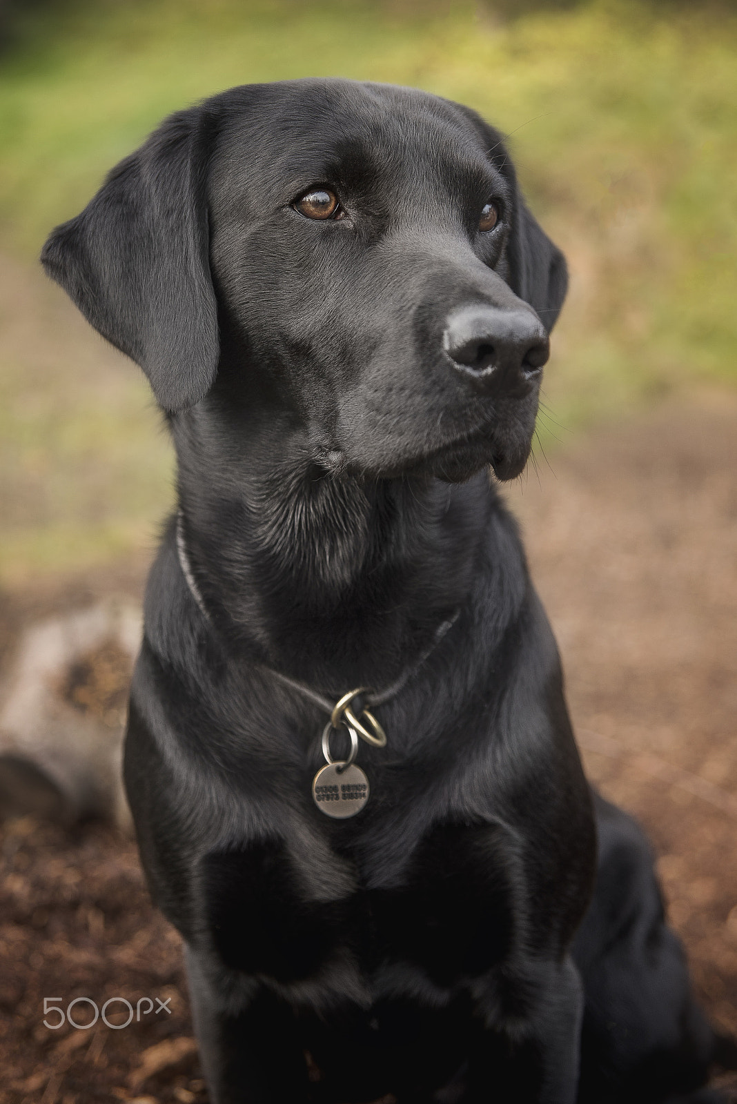 Sigma 24-70mm F2.8 EX DG HSM sample photo. Black lab photography