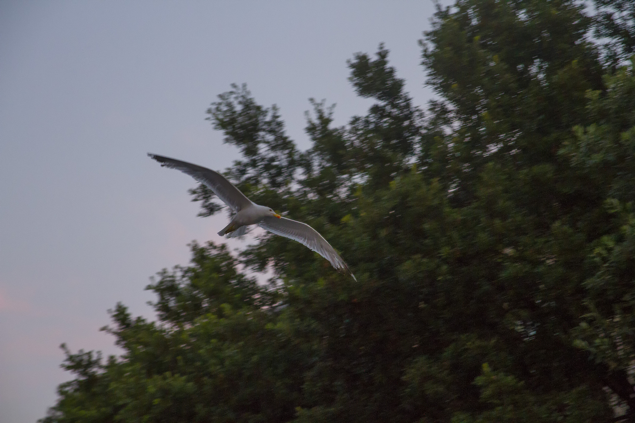 Canon EOS 7D sample photo. Seagull in flight photography
