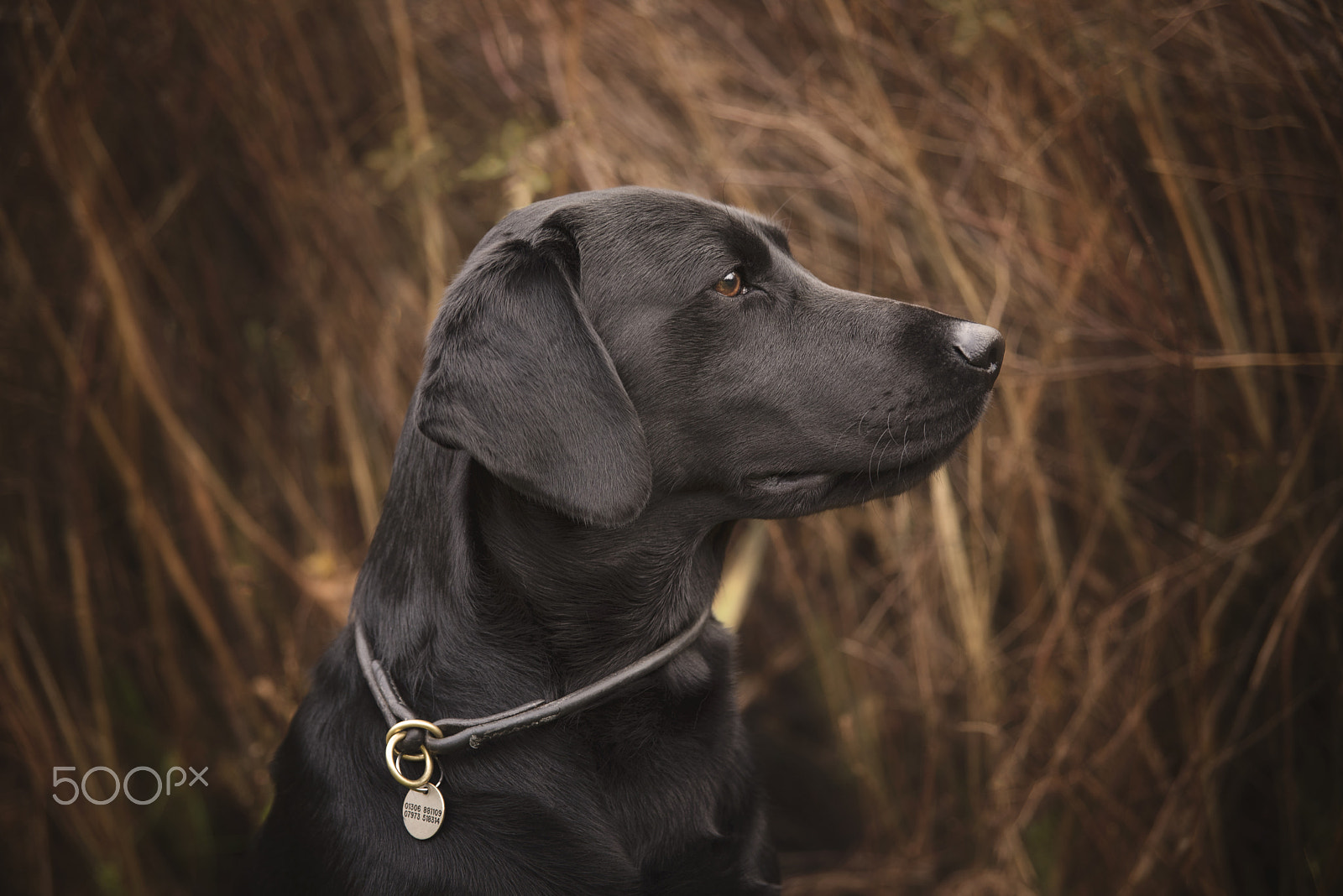 Sigma 24-70mm F2.8 EX DG HSM sample photo. Black lab photography